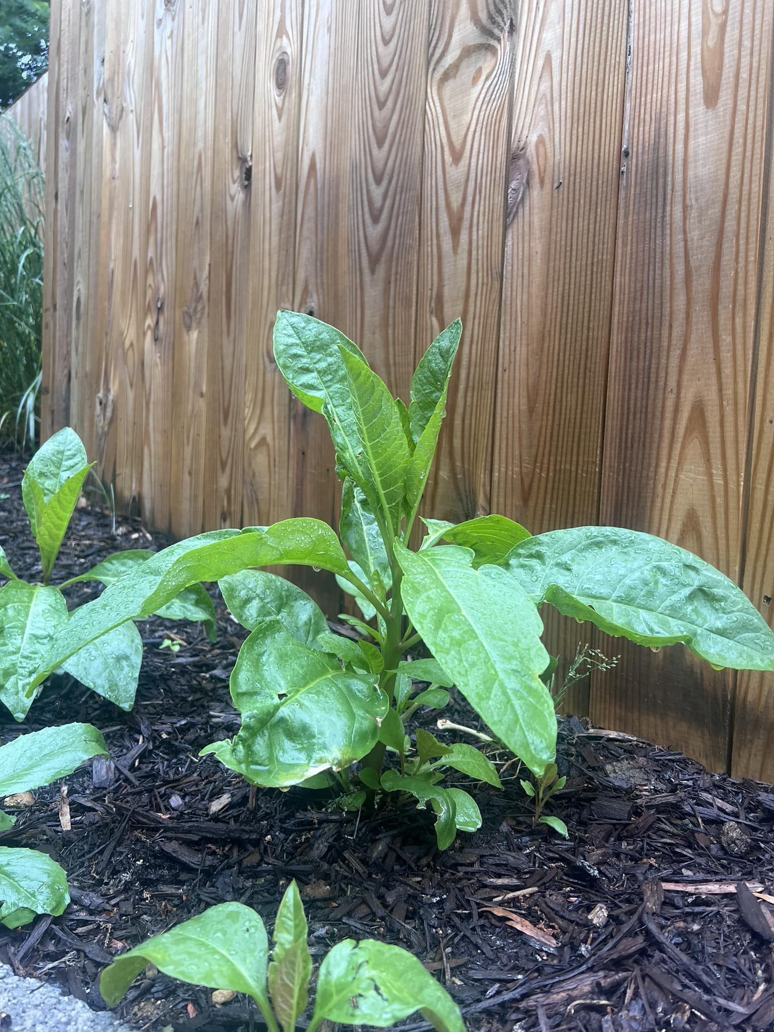Wild cabbage or tobacco plant found on property
