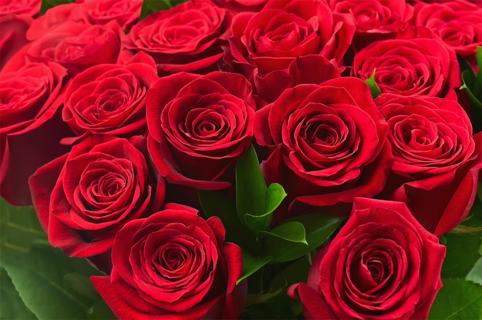 Rio Roses - Feel the love with our Rio Freedom roses! ♥... | Facebook