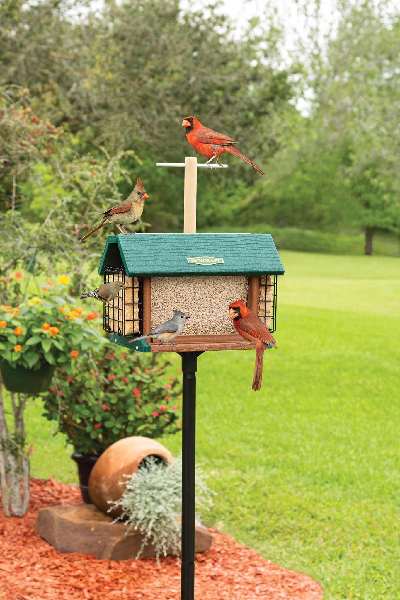 Duncraft Wild Bird Feeding Community | Facebook