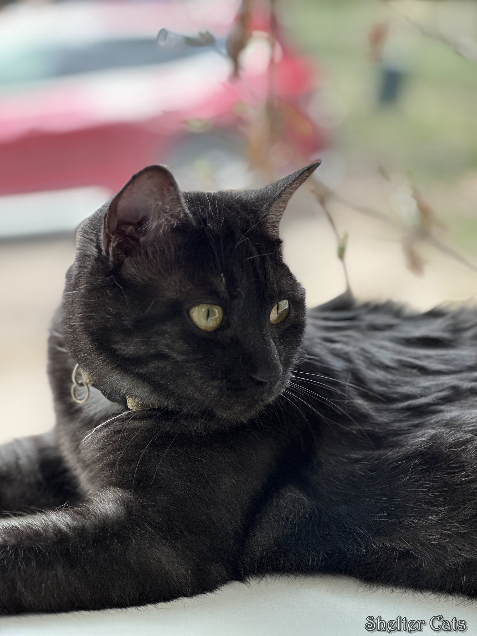 tabby black cat melanotic Melanism. In the right light, you can see his spots.♥️♥️🐈‍⬛ Cat iris melanosis