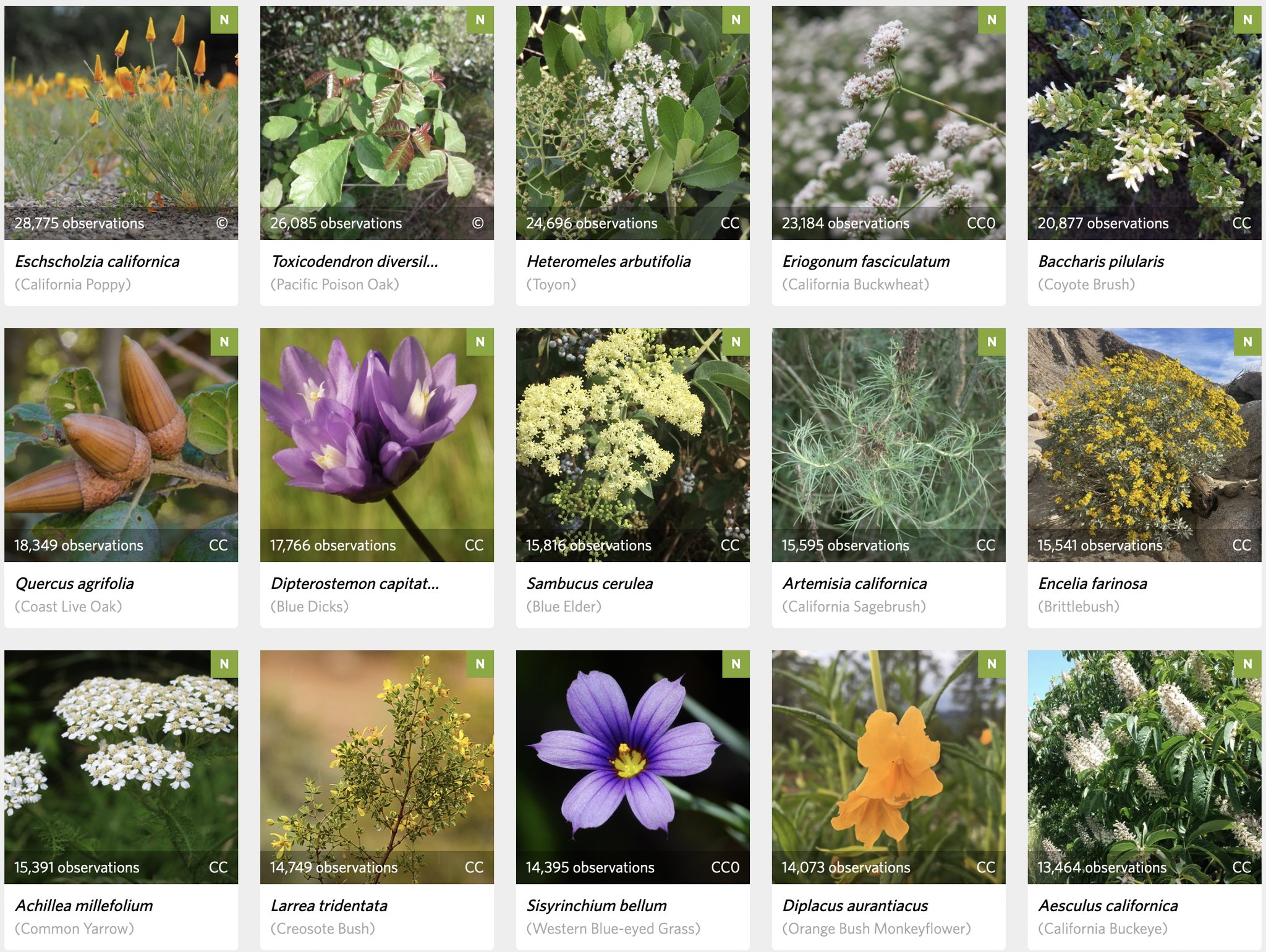 Top 15 native California plants on iNaturalist