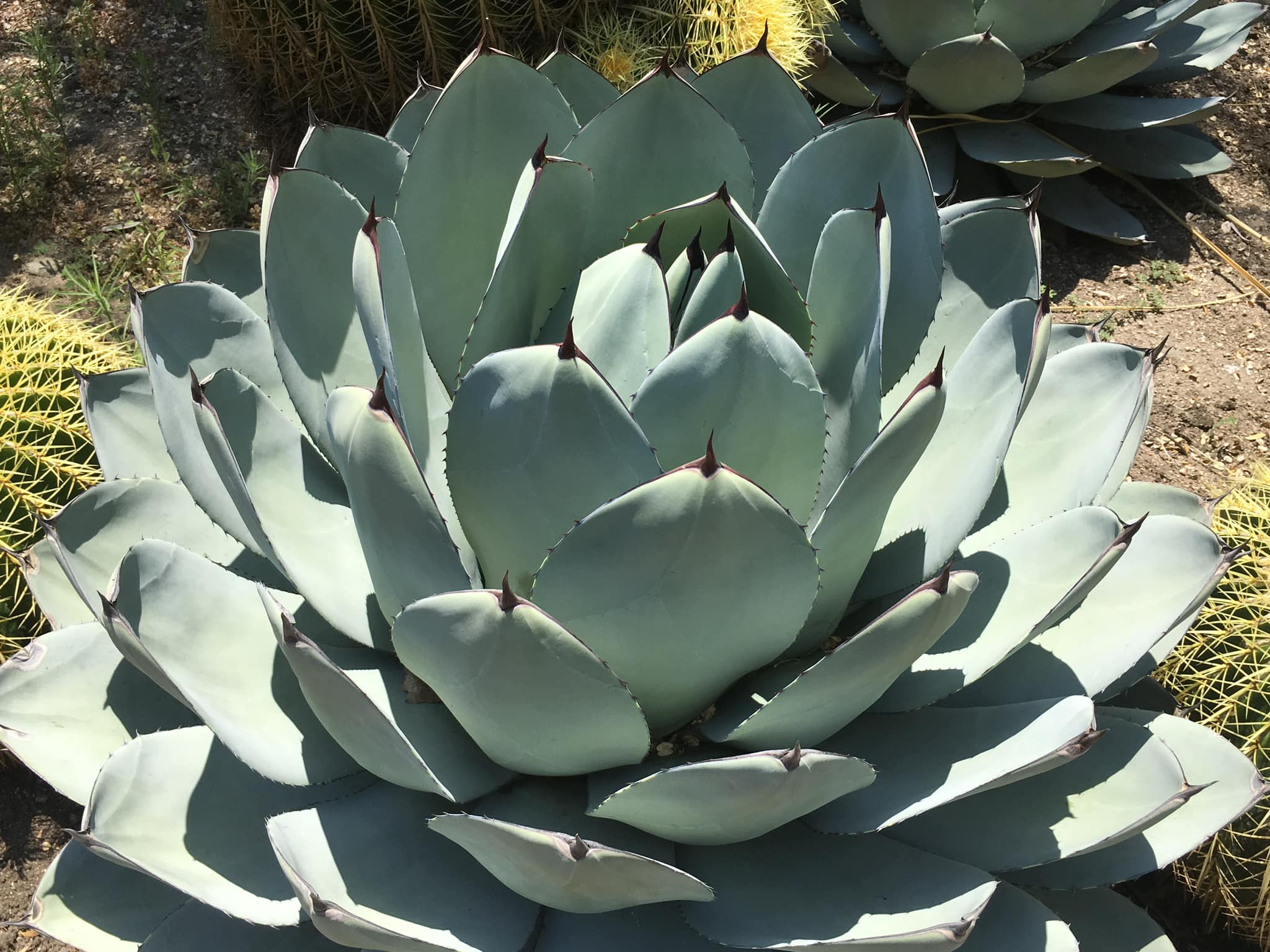 Agave Parryi Truncata Limestreak