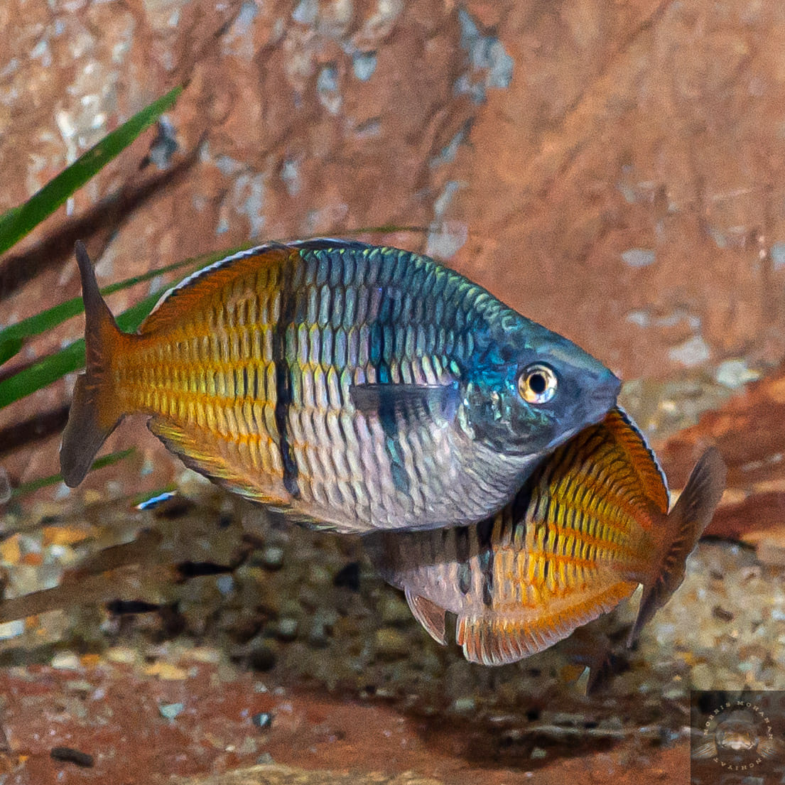 ADA Balance Of Nature Poster ( B. Melanotaenia boesemani) A
