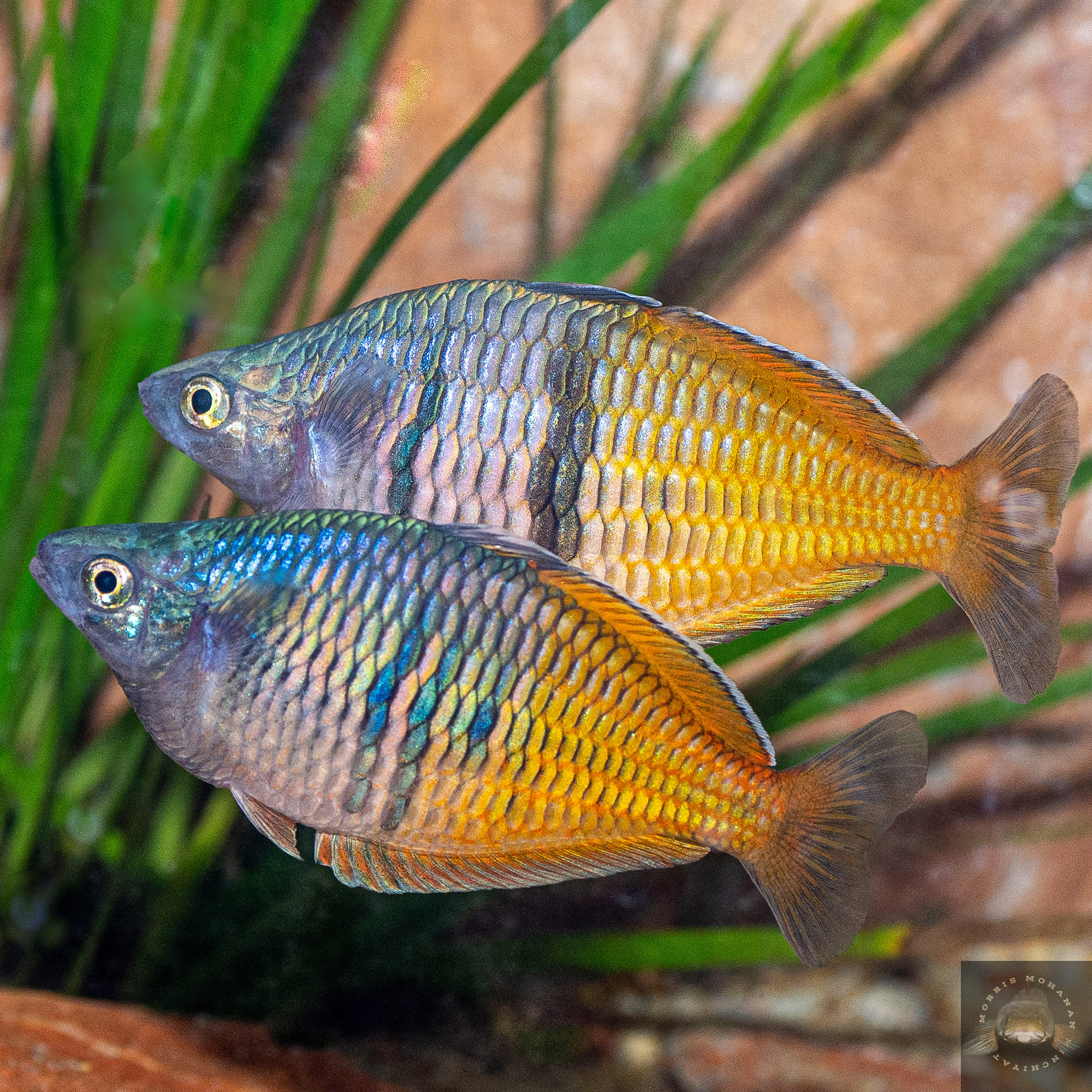 ADA Balance Of Nature Poster ( B. Melanotaenia boesemani) A