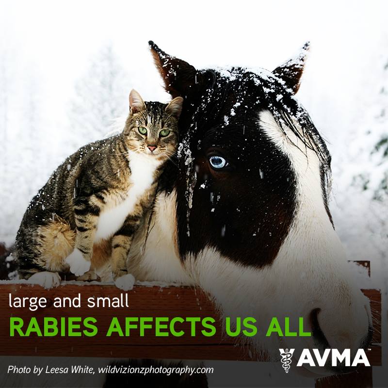 All... - American Veterinary Medical Association (AVMA) | Facebook