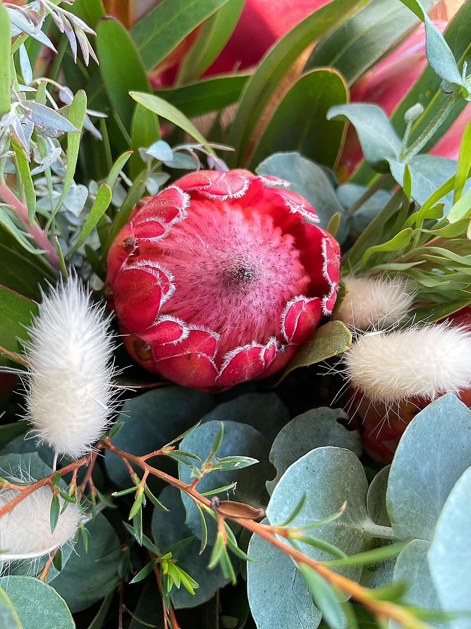 Our Protea 'Donna' were planted in 2022 and are now thriving! They