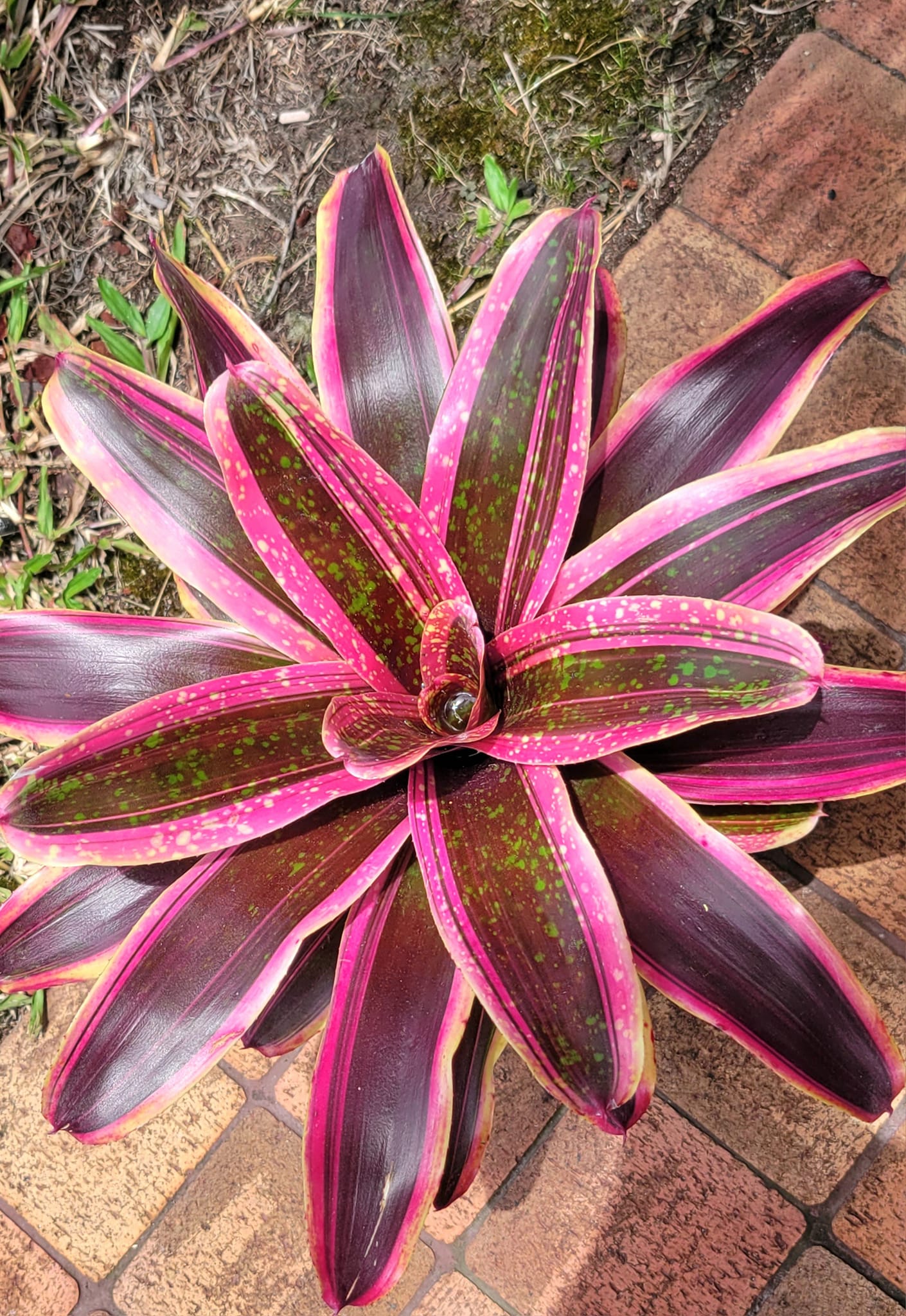Lanakila neo bromeliad by Lisa Vinzant