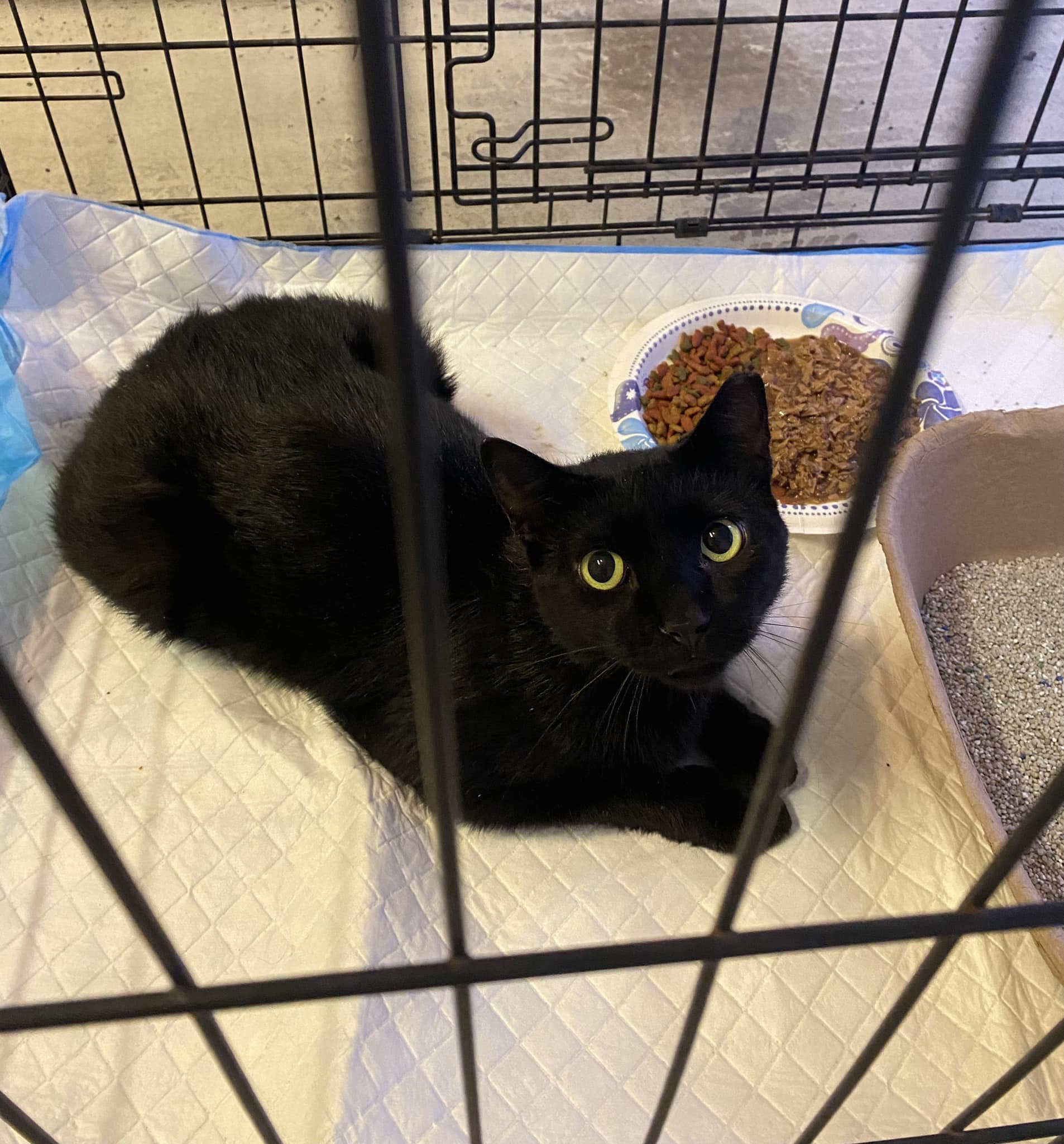 Found Cat: La Gorce Dr. Stevensville, MD Breed: Domestic Shorthair