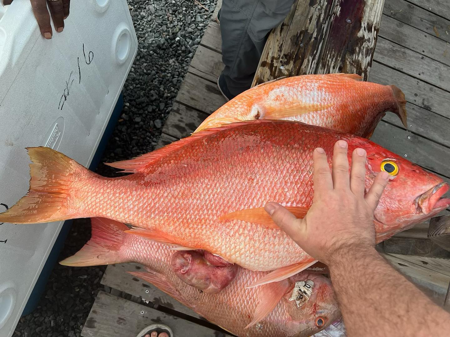 Yankee - Had some me yellow eyes over 15 pounds this past trip. Filled ...