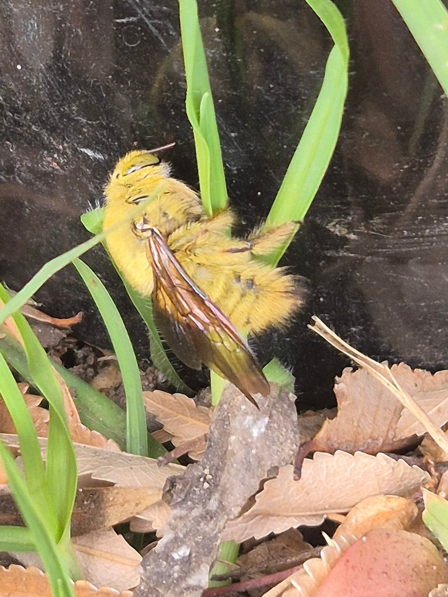 Is this a kind of Bumble Bee (Bombus)? Zebra lodge, Pretoria