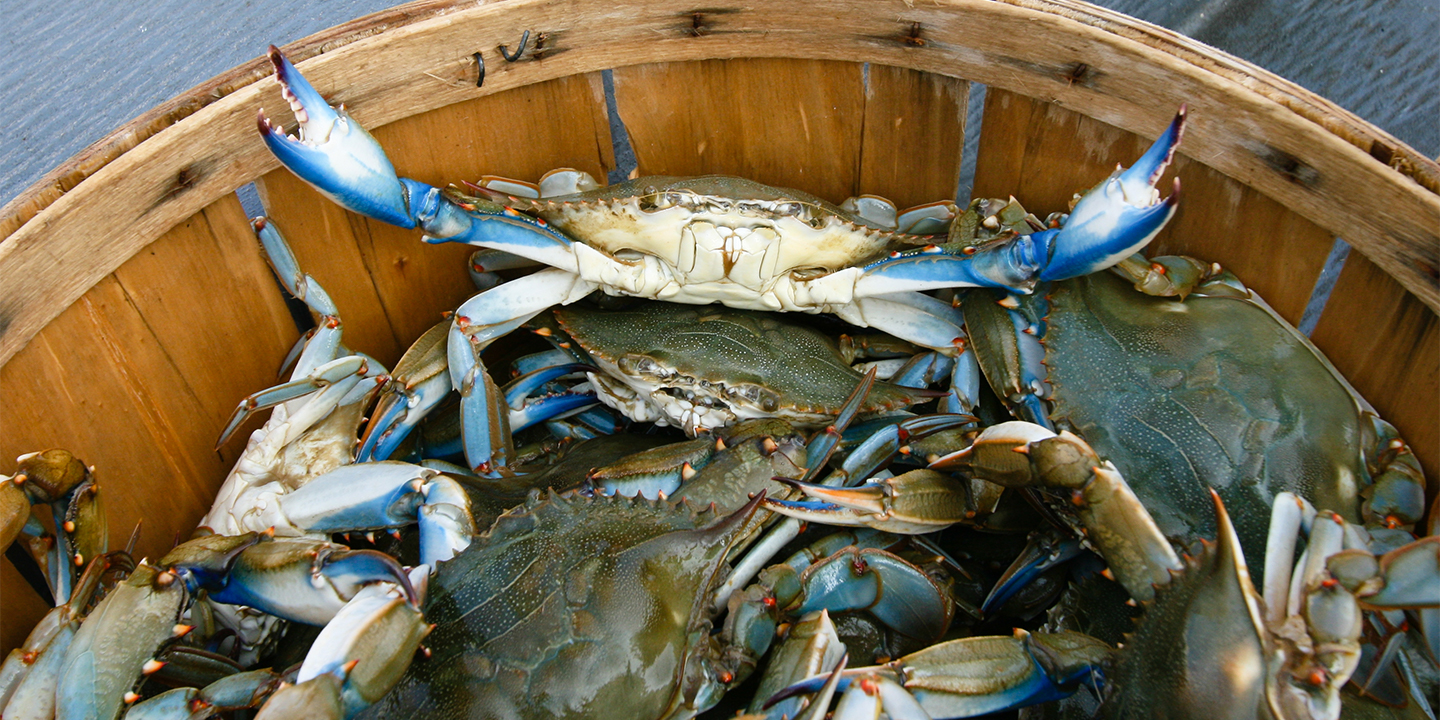 North Carolina Crabbing | Anyone familiar with crabbing at Lake ...