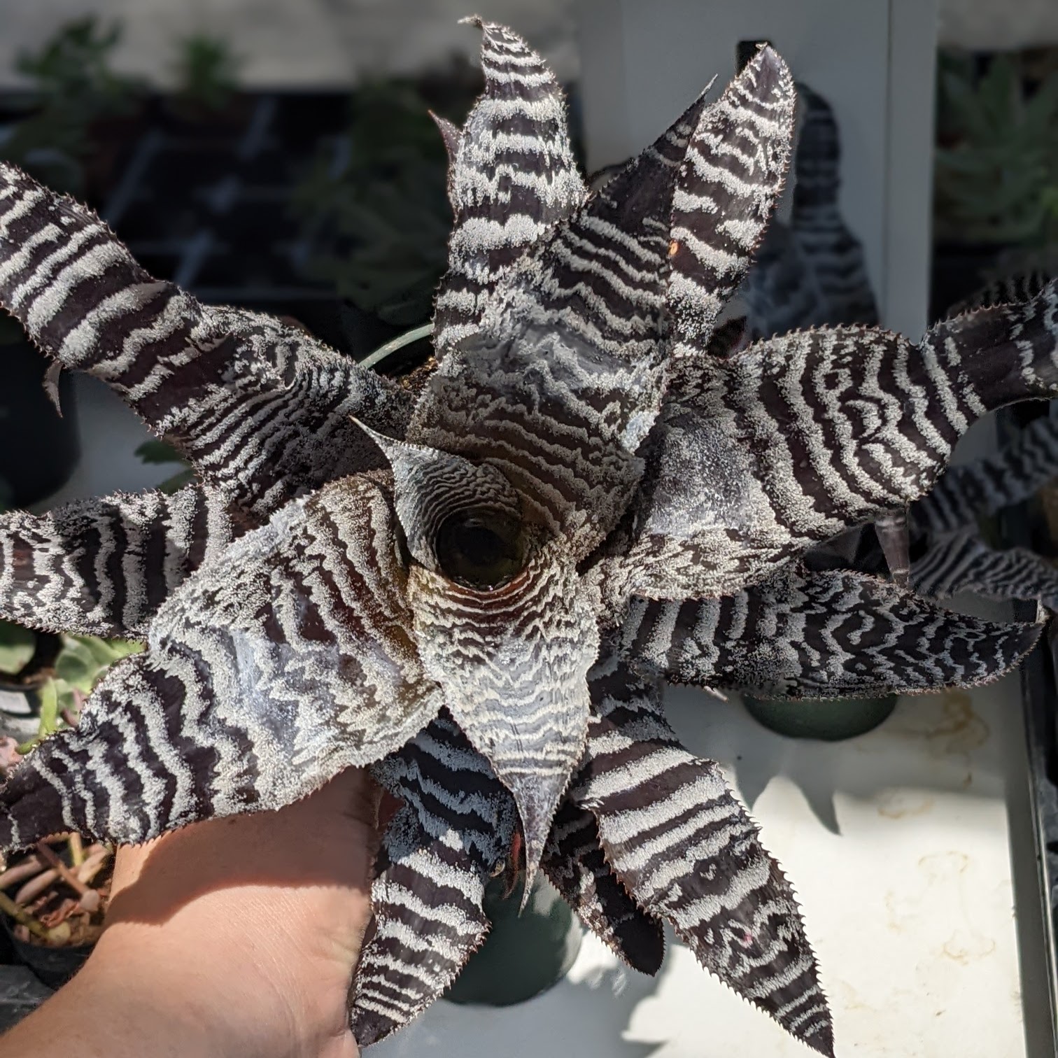 Cryptanthus 'Love Potion # 9' ready to bloom.