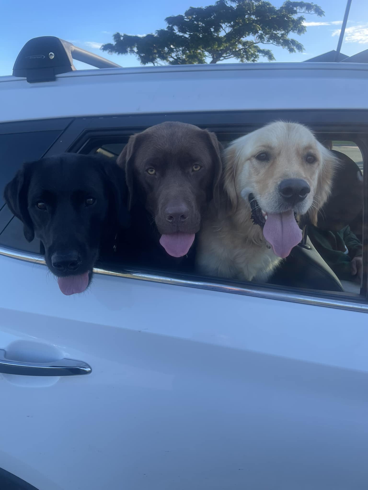 Bay of Plenty Golden Retrievers | Facebook