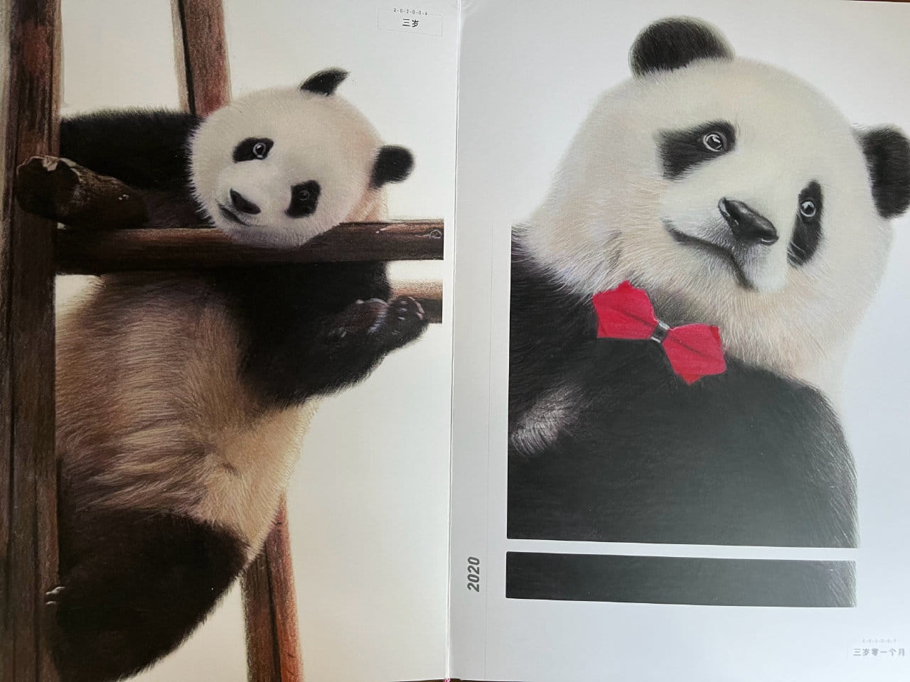 Pre-order】International shipping opens now! Produce Pandas “Onsen