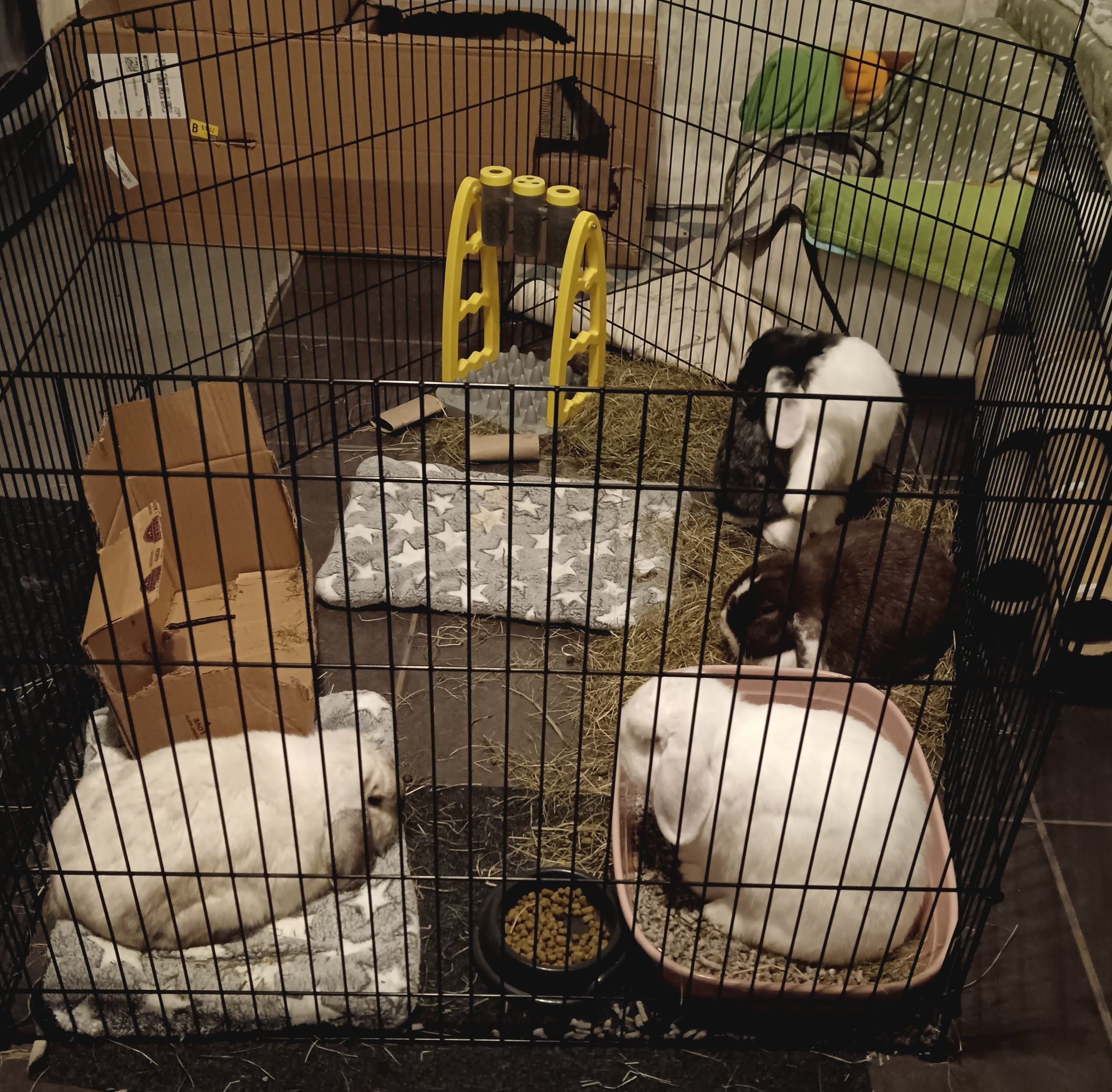 Meet the buns we have available... - Shrewsbury Rabbit Rescue | Facebook
