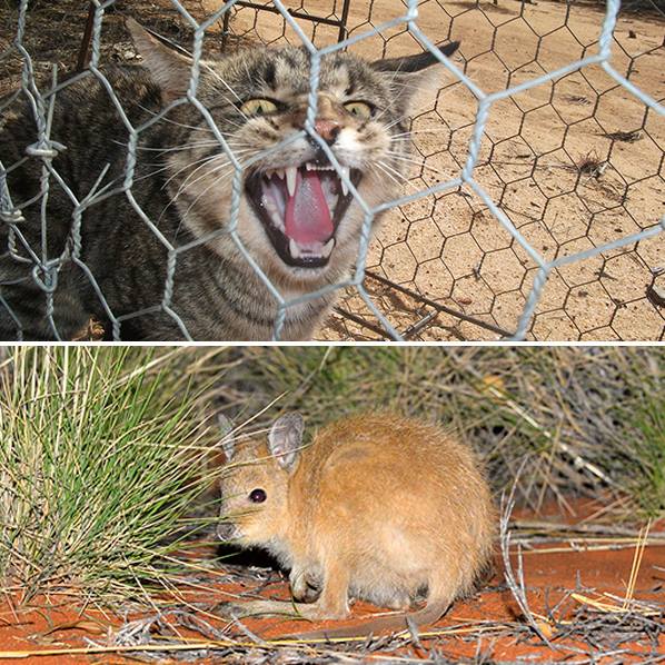 Australian Wildlife Conservancy - FERAL CATS KILL 2,000 NATIVE ANIMALS ...