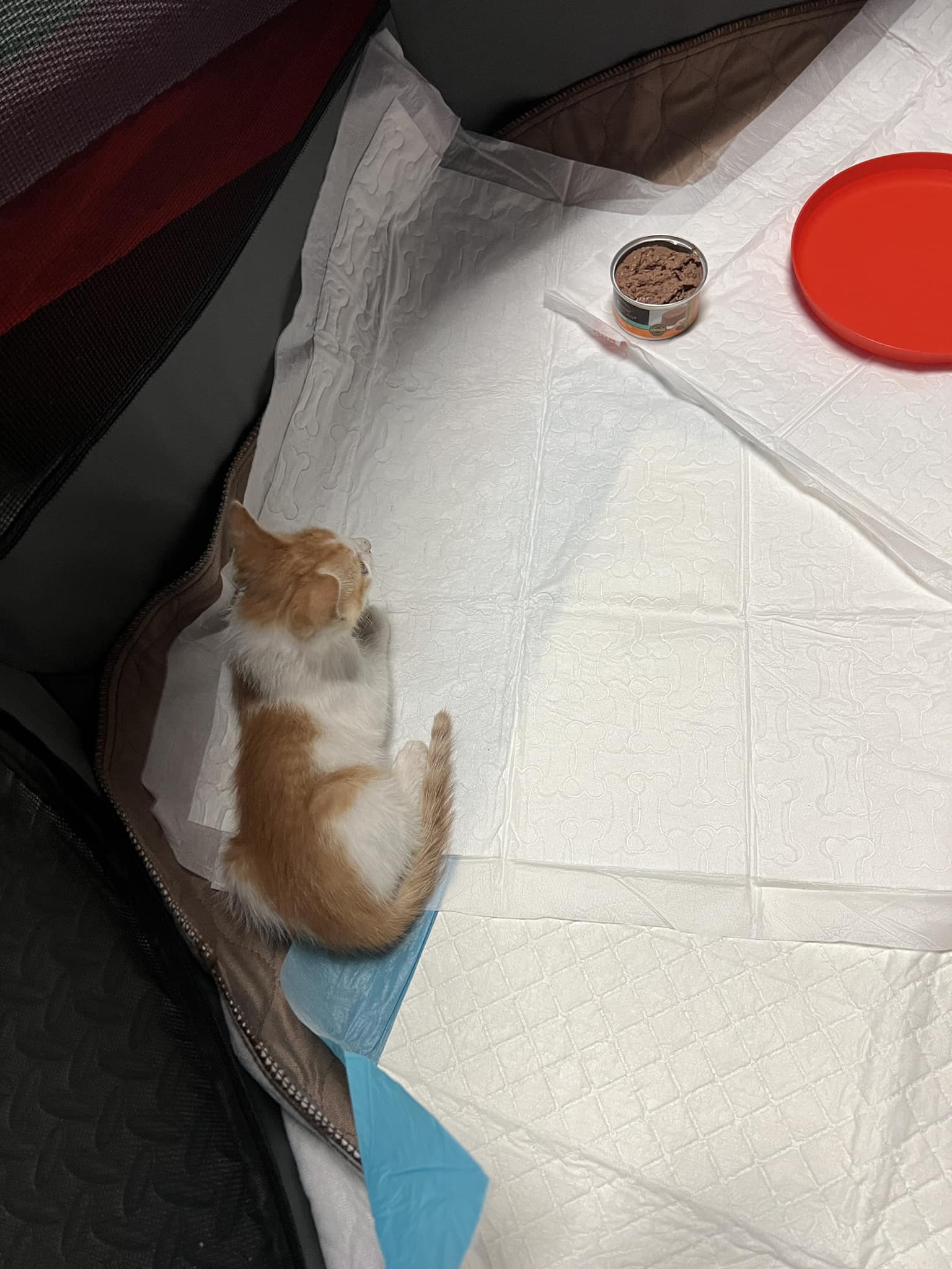 What to do with a rescued kitten and its possible mother and sibling?