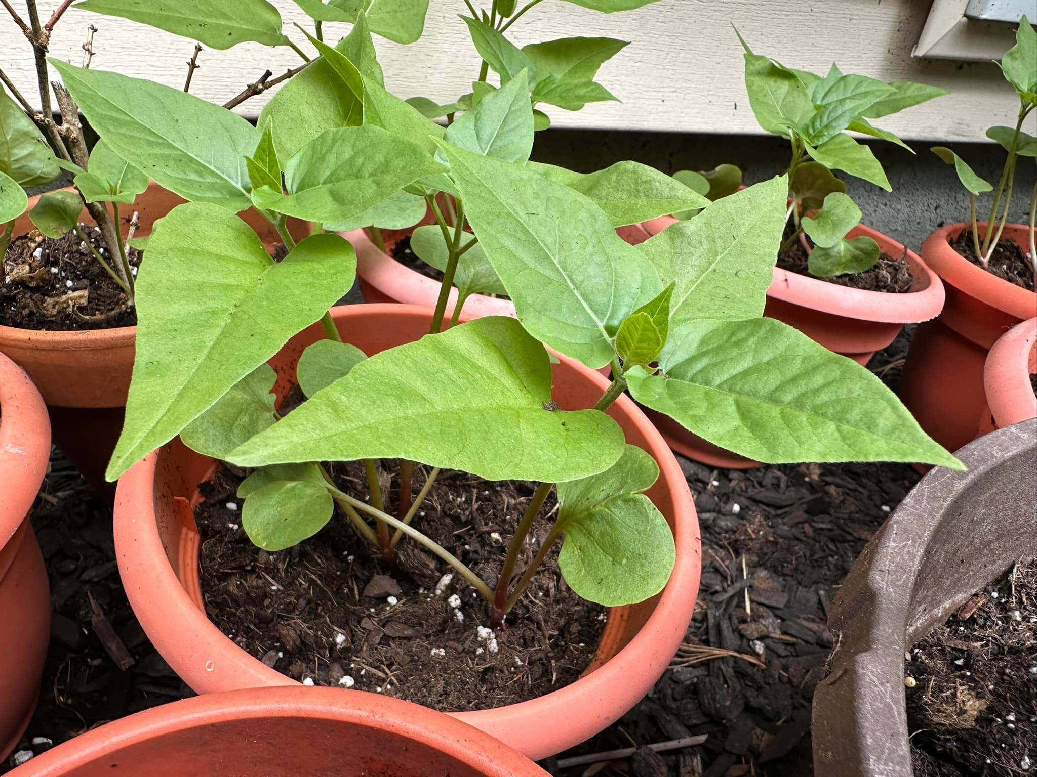 Identify please..I ordered some Jasmine seeds from China and these