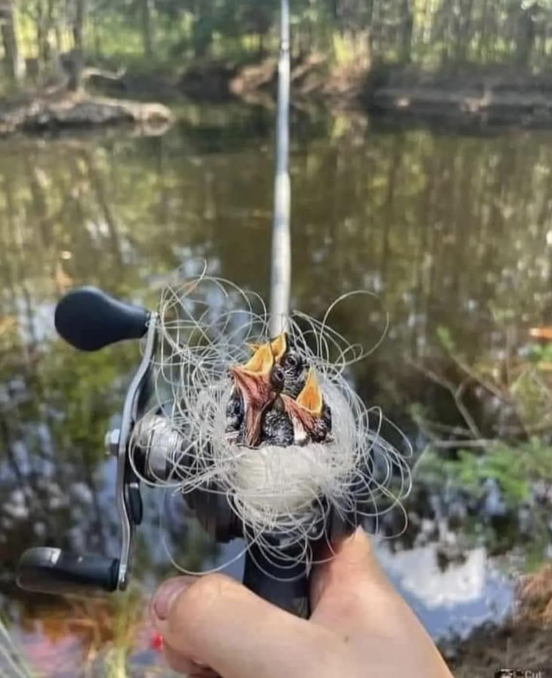 best baitcasting crappie reel forum Lews Fishing WMR5, Signature Series (Clam Pack),Black : Fishing Reels : Sports & Outdoors down casting reel with true free spool functionality Spinning reel recommendations for crappie