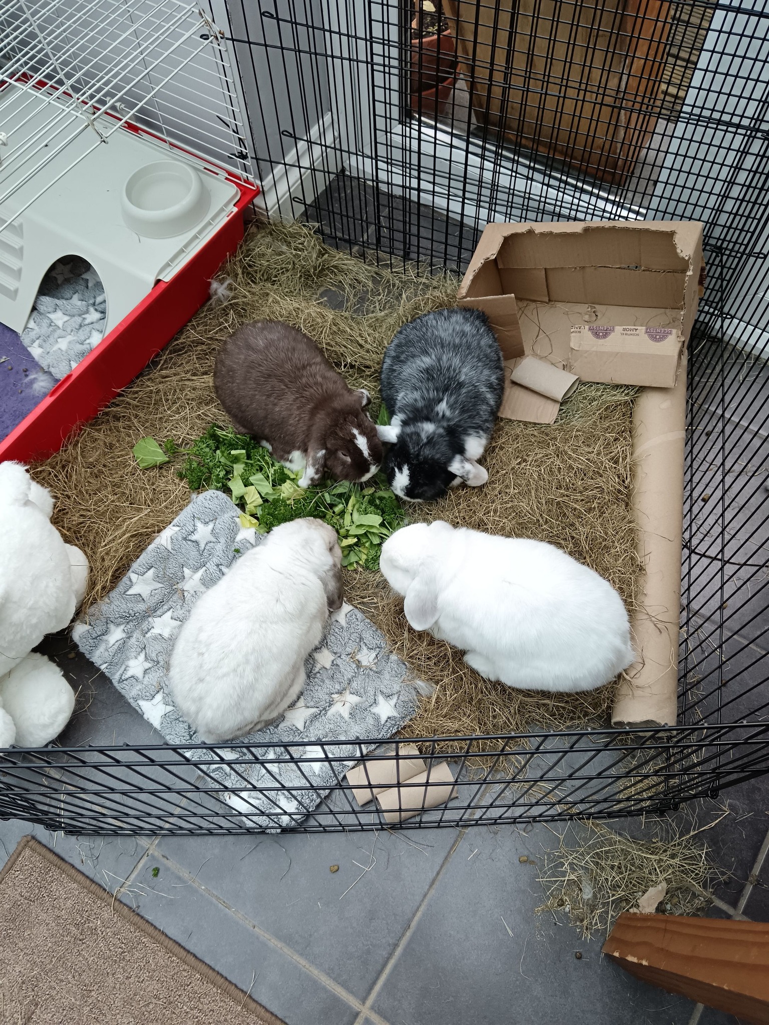Meet the buns we have available... - Shrewsbury Rabbit Rescue | Facebook