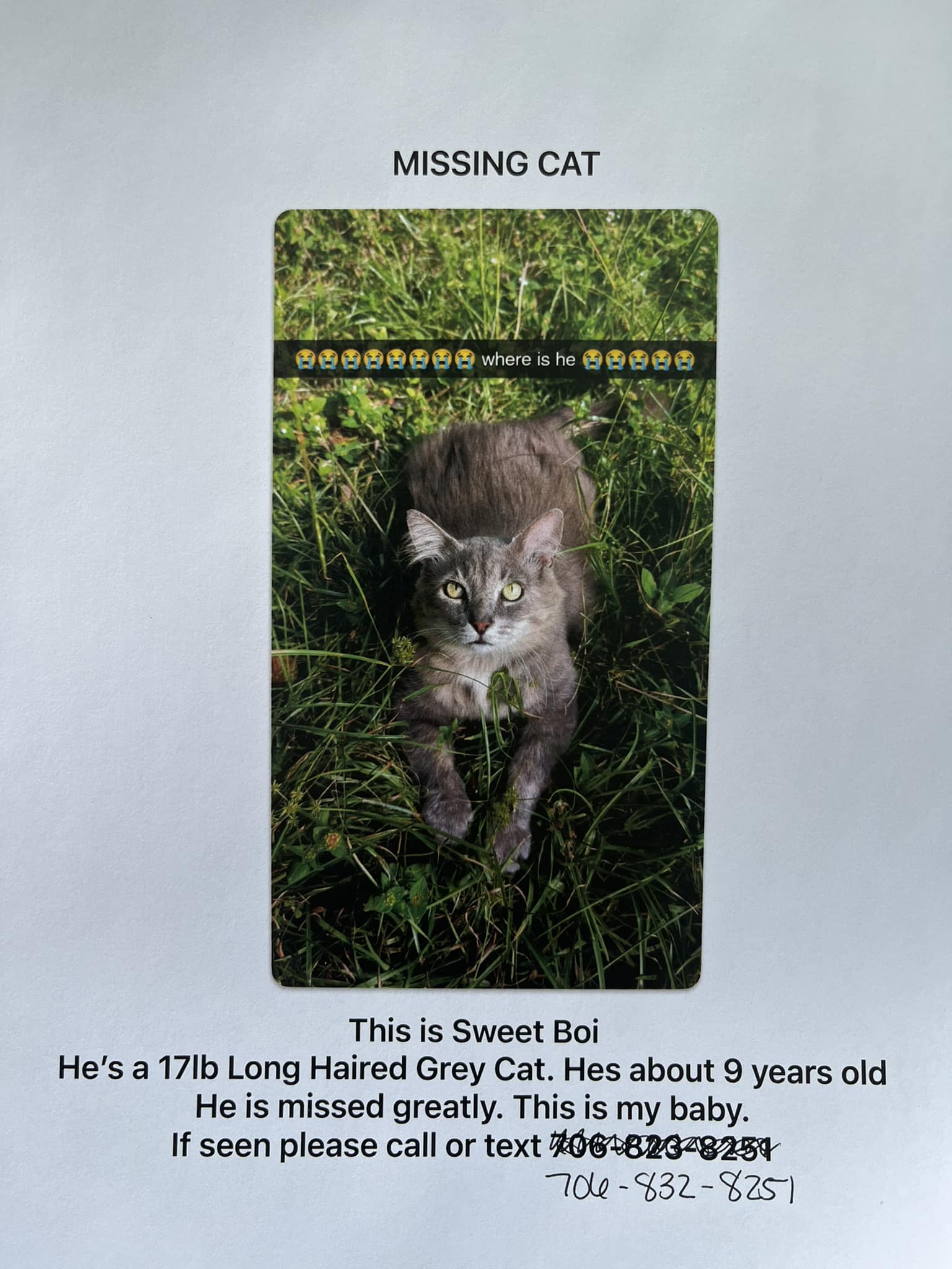Help needed in Augusta to find a missing cat