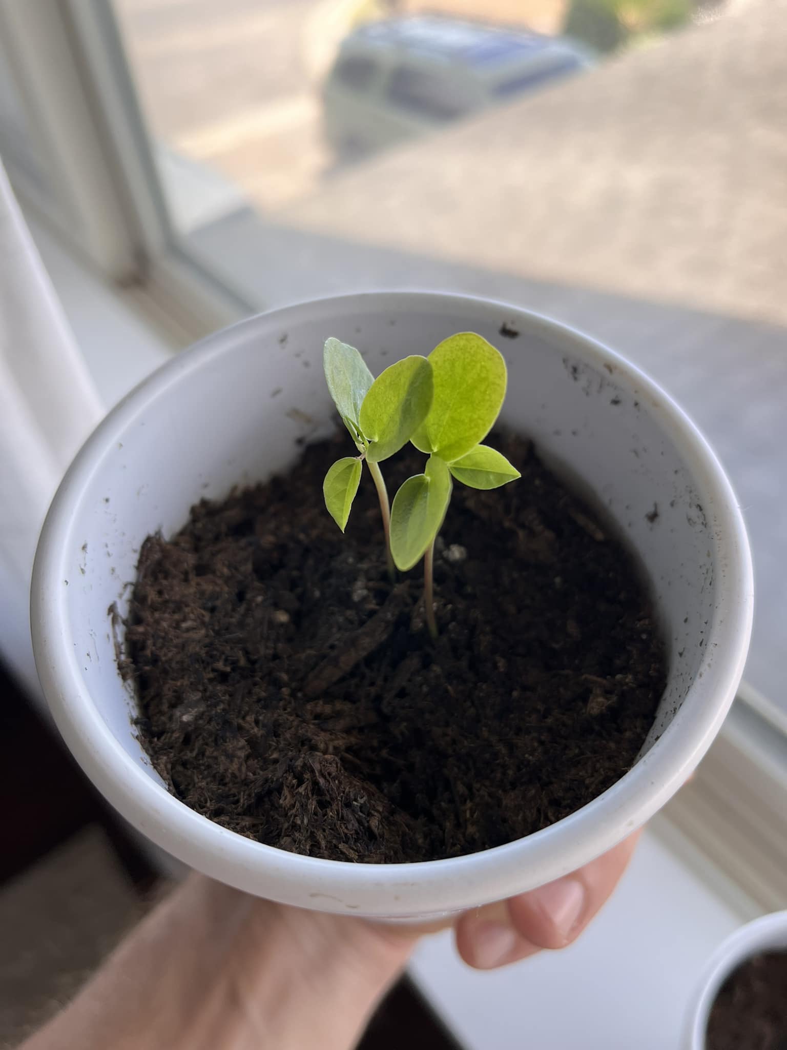 Advice for slow growing lilikoi seedlings in Hawaii