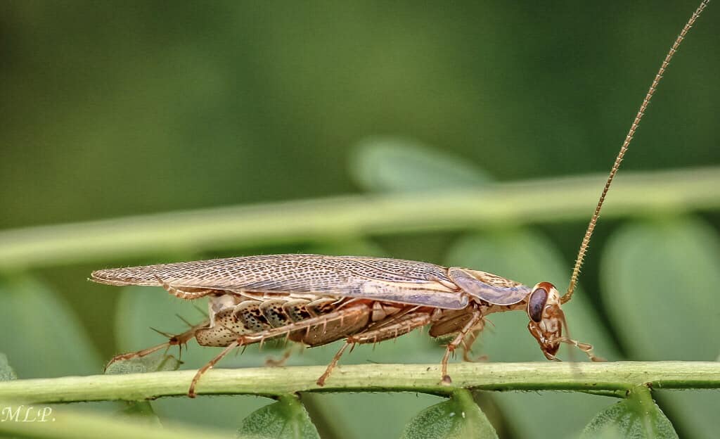 Identify species of cockroach in Thailand?