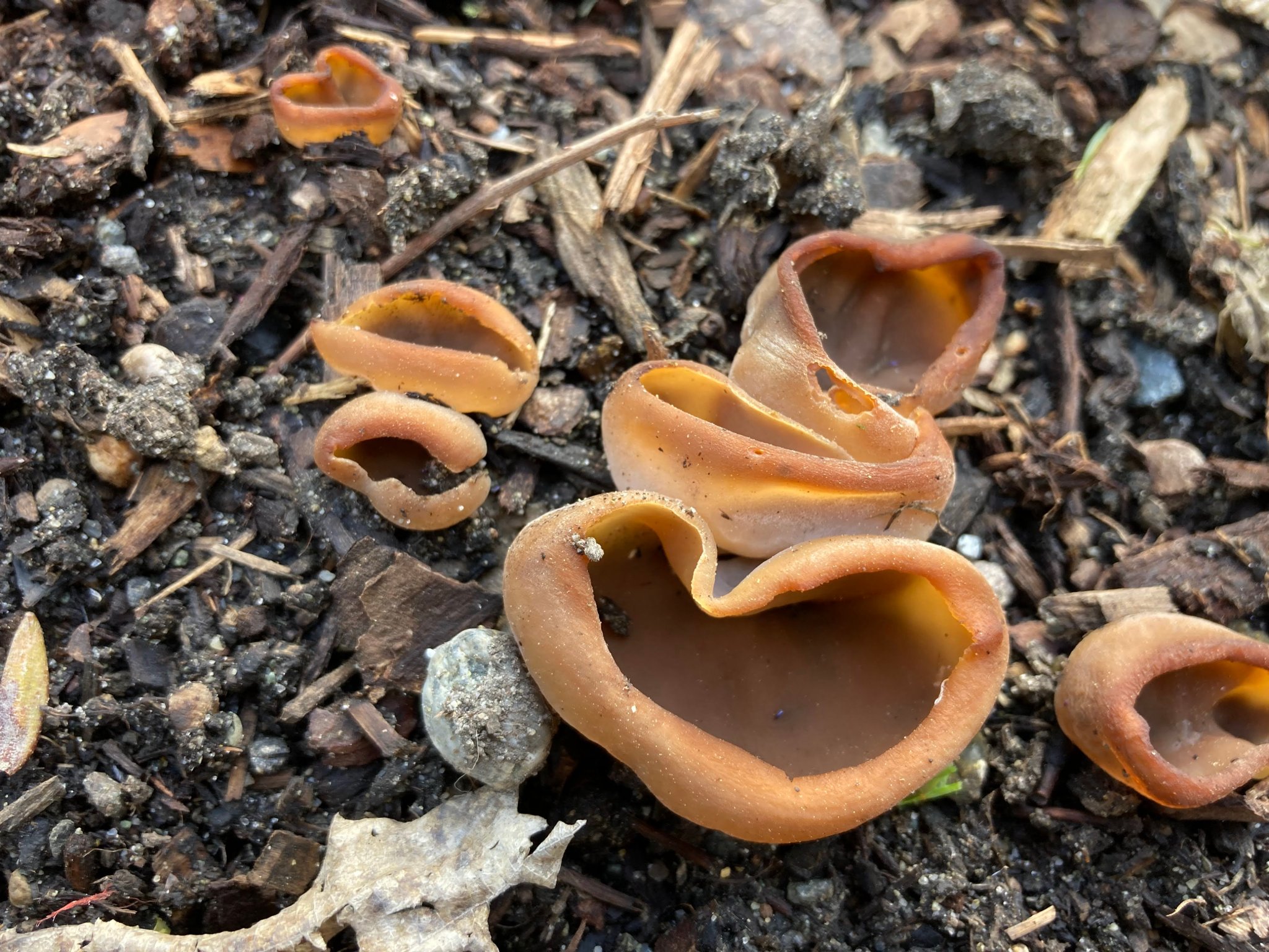 Hi All, brand new here. Any help ID'ing this fungi? Thanks-