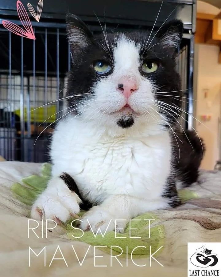Our sweet boy Maverick... - Last Chance Cat Ranch Lethbridge