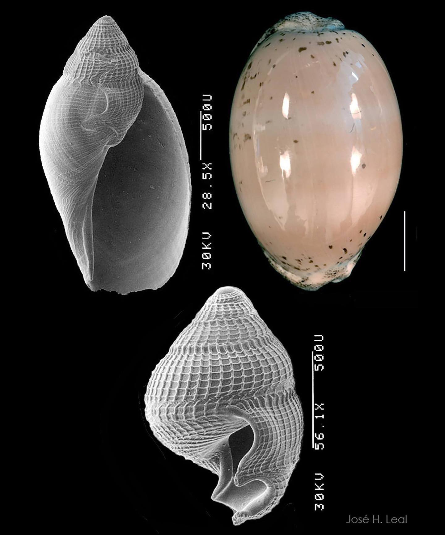 The stages of shell development in... - Undersea Naturalist | Facebook