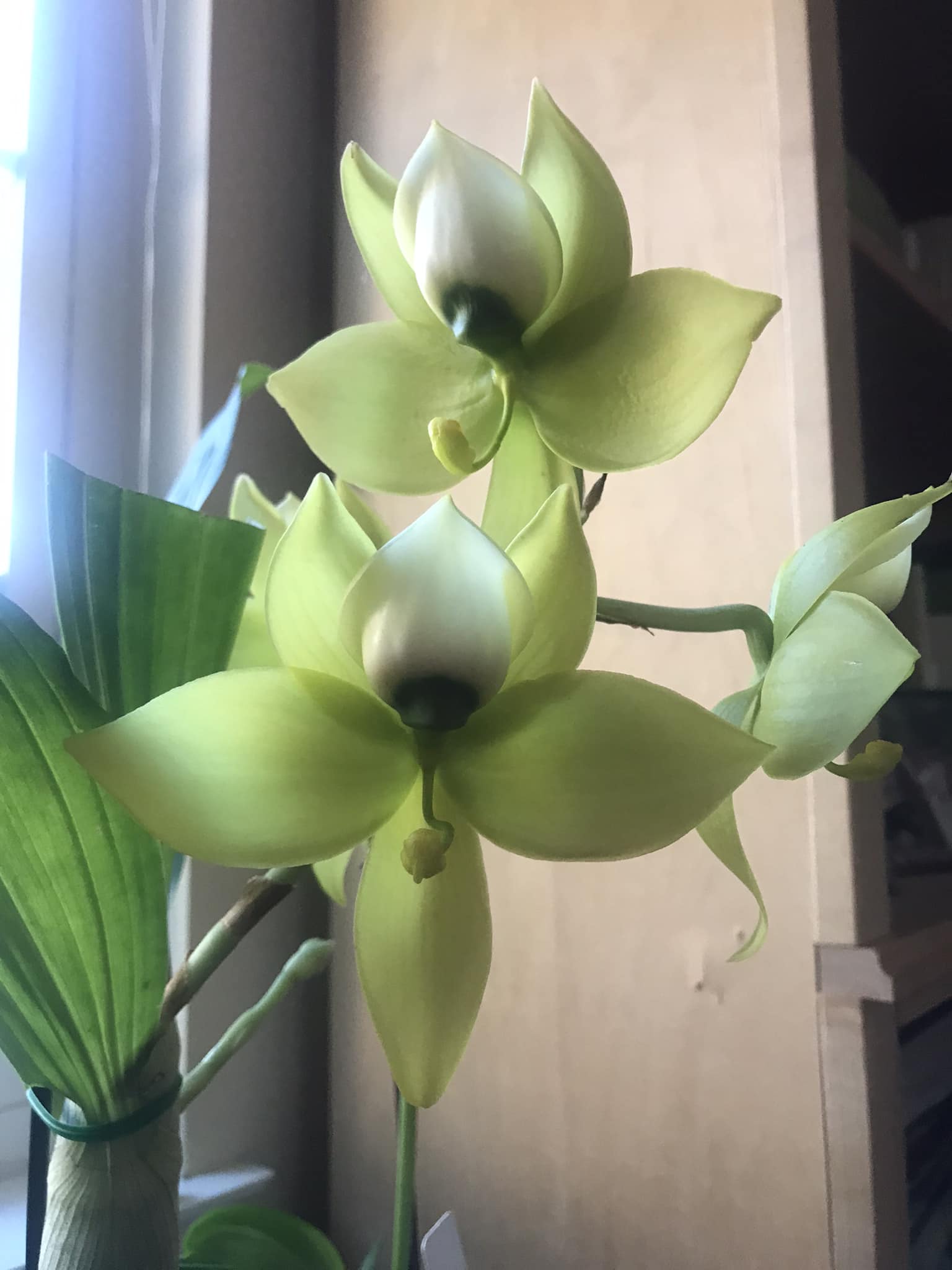 Cycnoches Mass Confusion** (chlorochilon 'Giant Swan' x