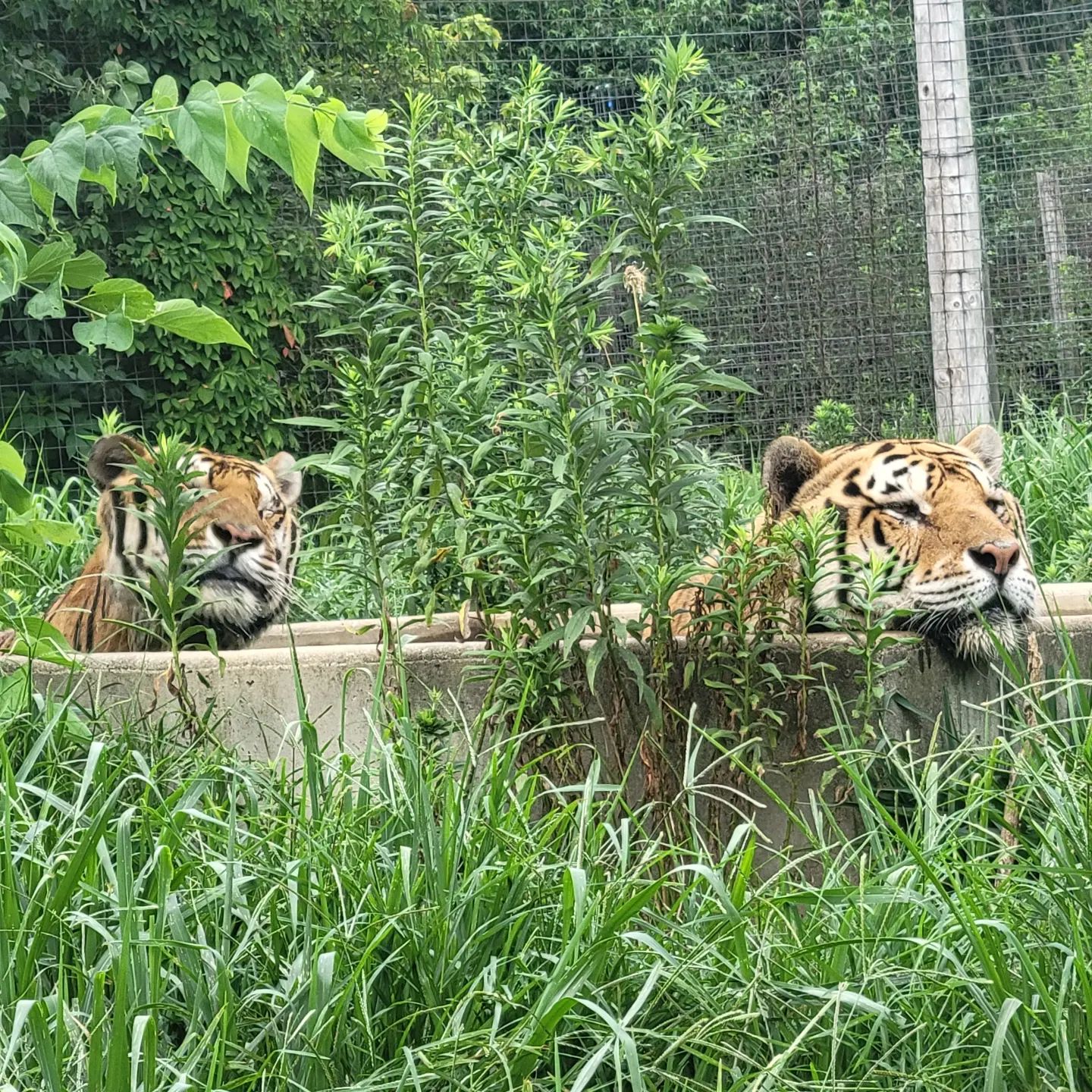 Exotic Feline Rescue Center | Center Point IN