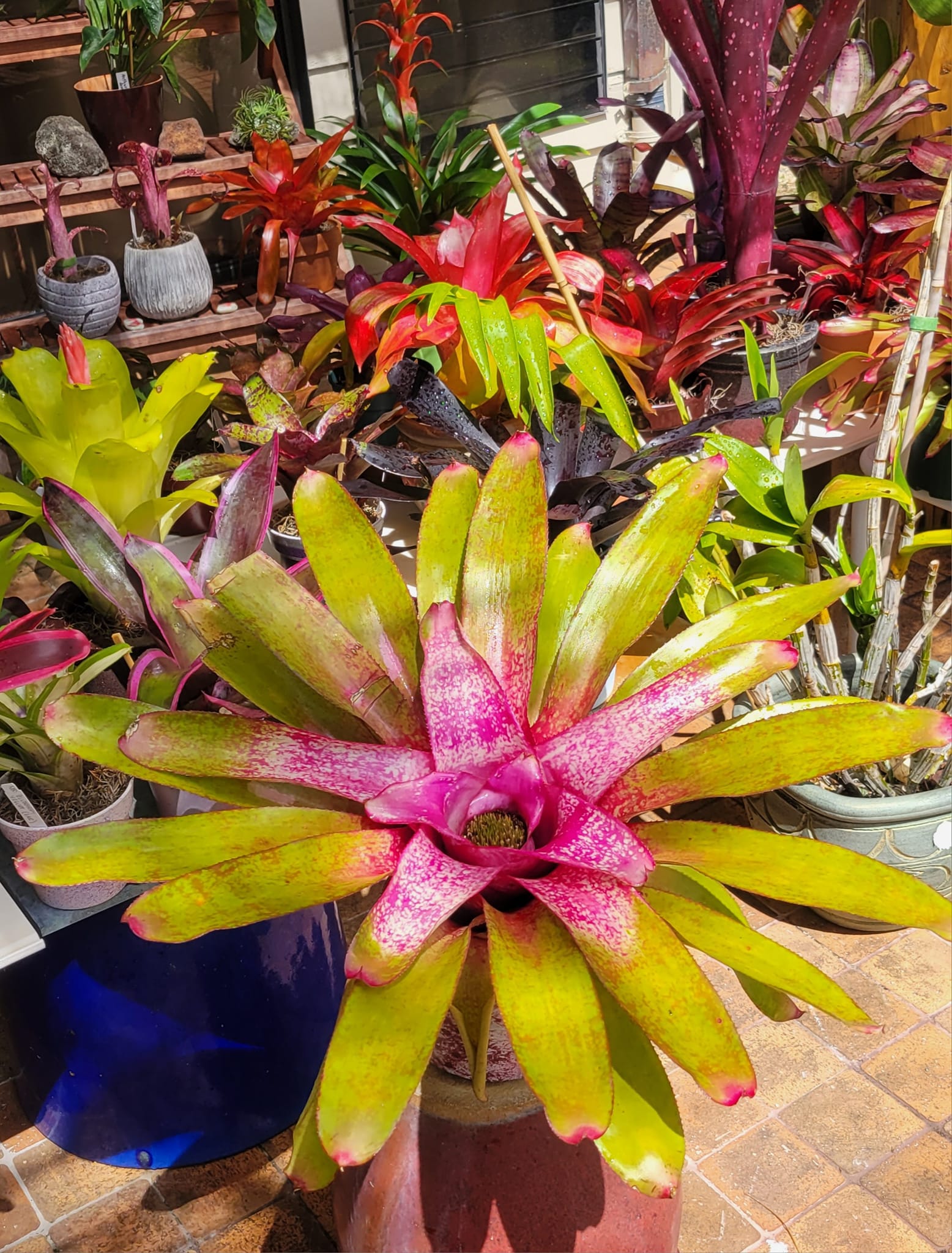 Neo pinata bromeliad hybrid by Lisa Vinzant