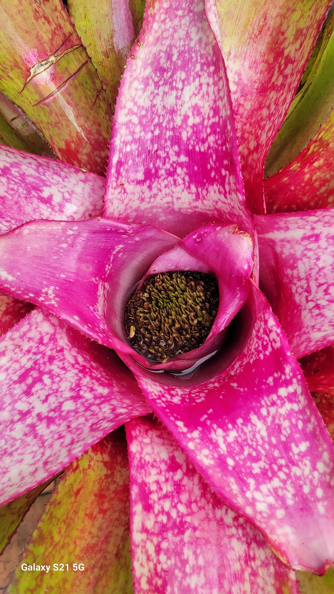 Neo pinata bromeliad hybrid by Lisa Vinzant