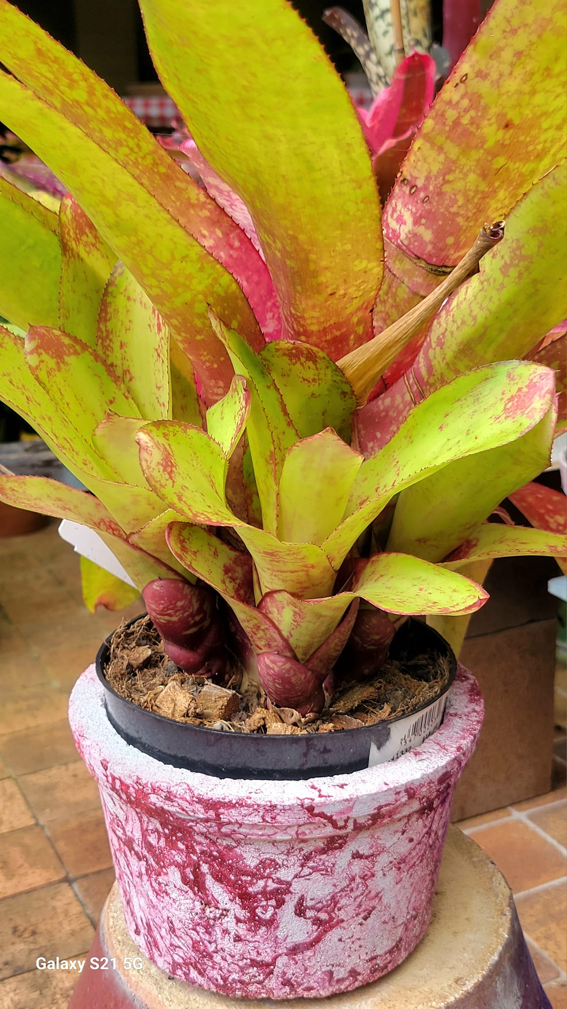 Neo pinata bromeliad hybrid by Lisa Vinzant