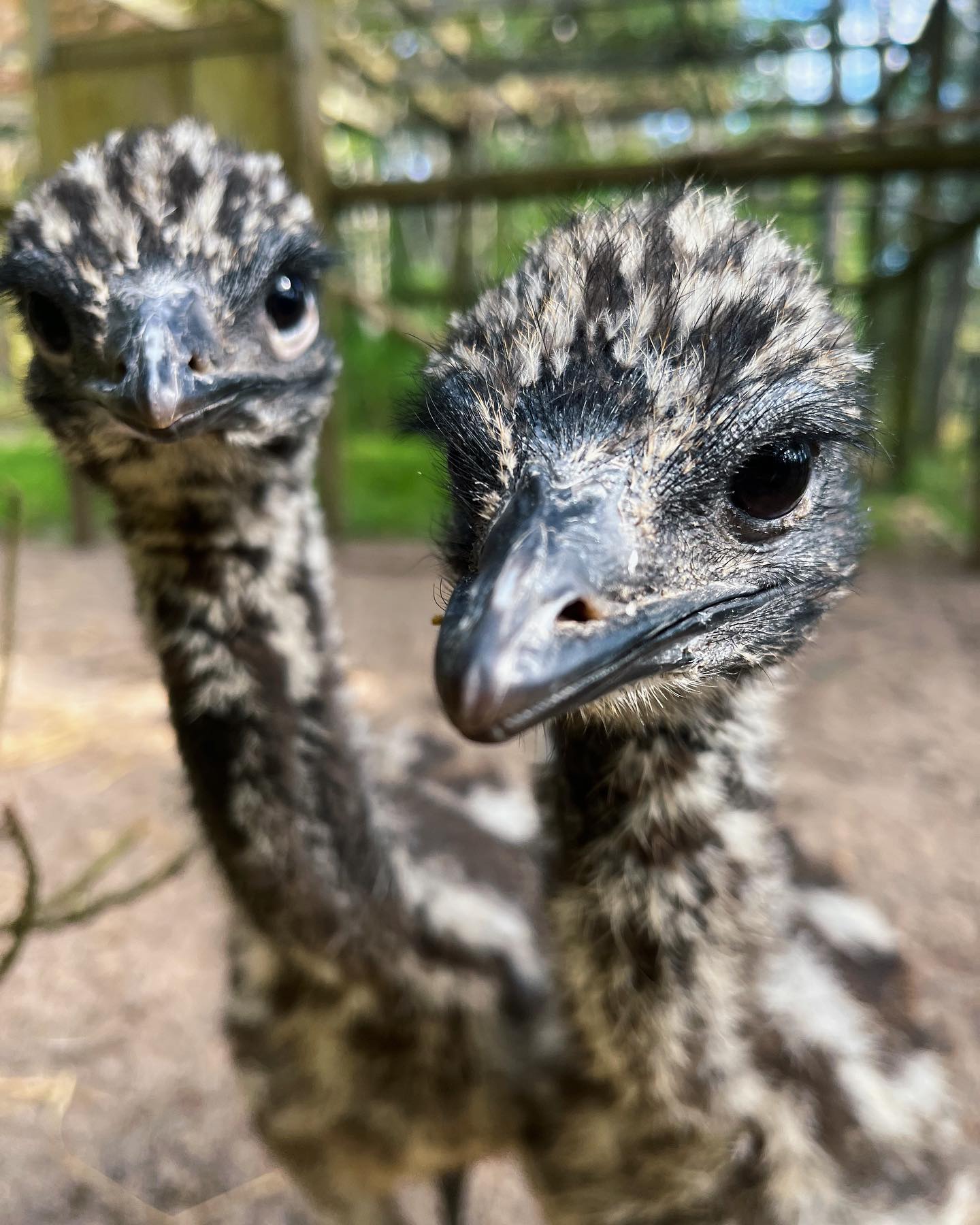 Two Rivers Wildlife Park | Mira NS