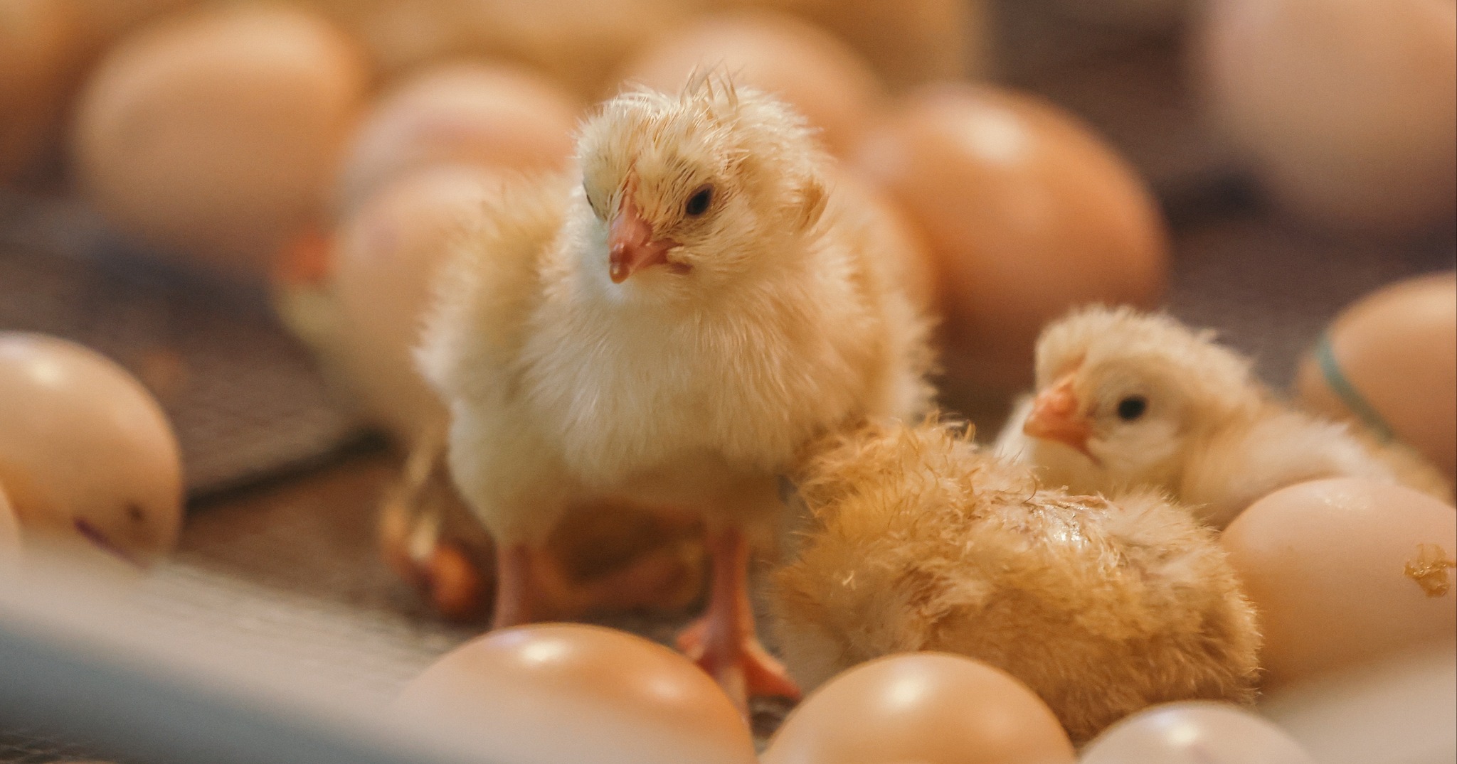 The Big E - Stop, we can't handle the cuteness!🥰Head to...