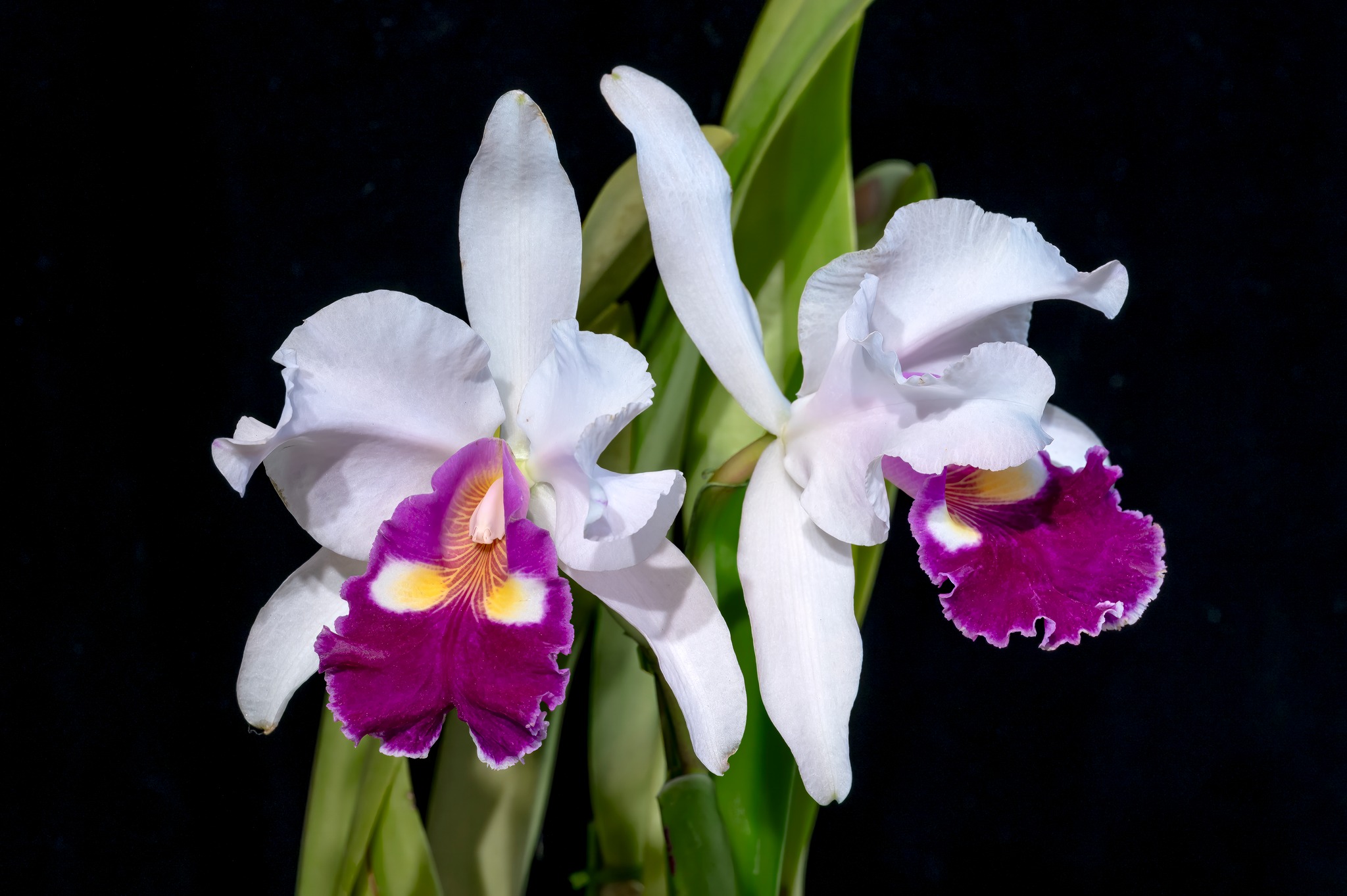 Cattleya warscewiczii semi-alba 'Blanca'