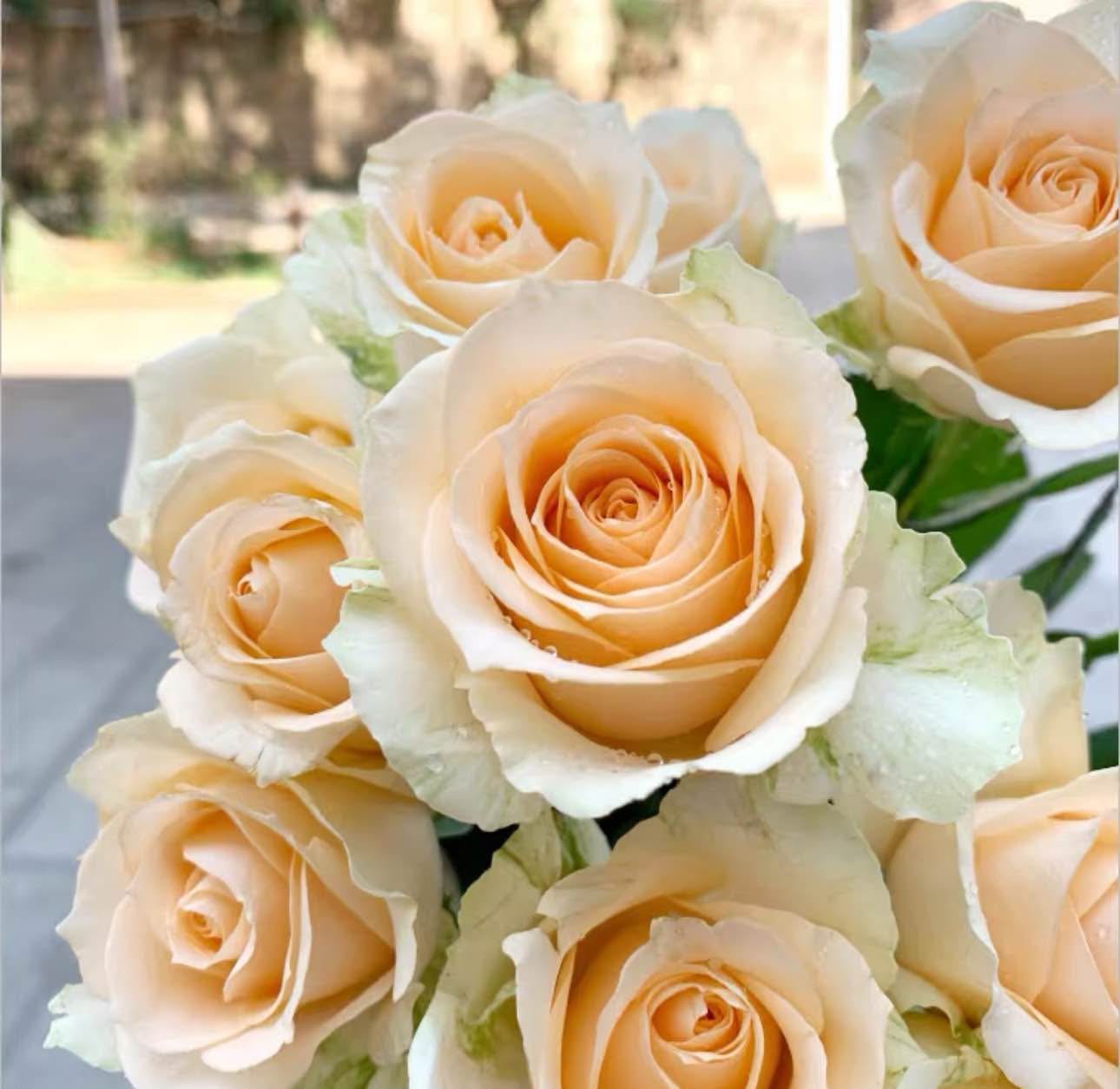 香港網上花墟 Hong Kong Plants Street Online | 全店最抵買的玫瑰花☺️Peach Rose Avalanche ...