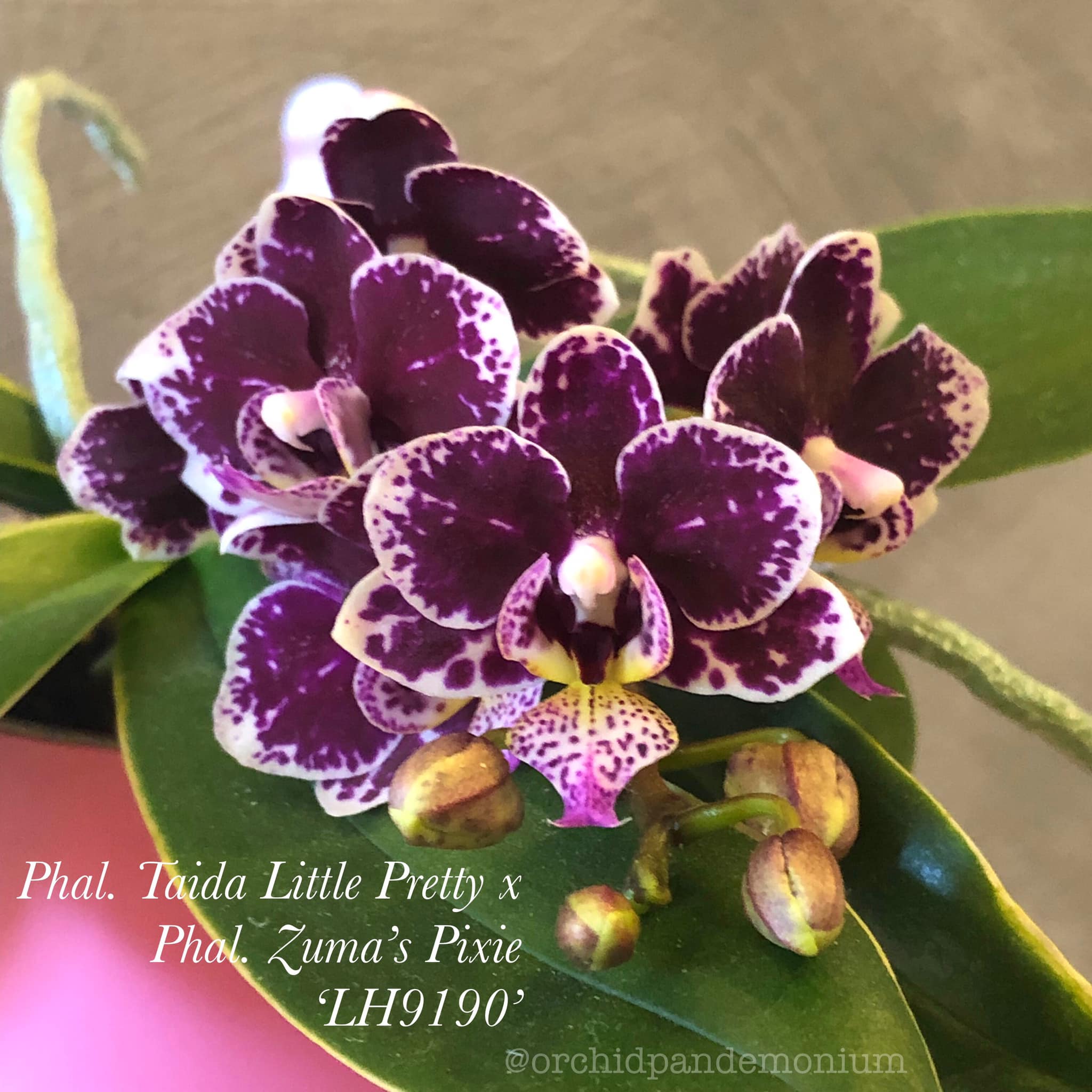 Phal. Taida Little Pretty x Phal. Zuma's Pixie 'LH9190' I love the