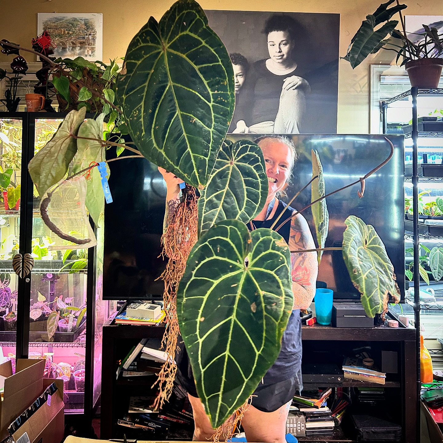 KOS HU X RED CRYSTALLINUM #anthurium #anthuriumlovers