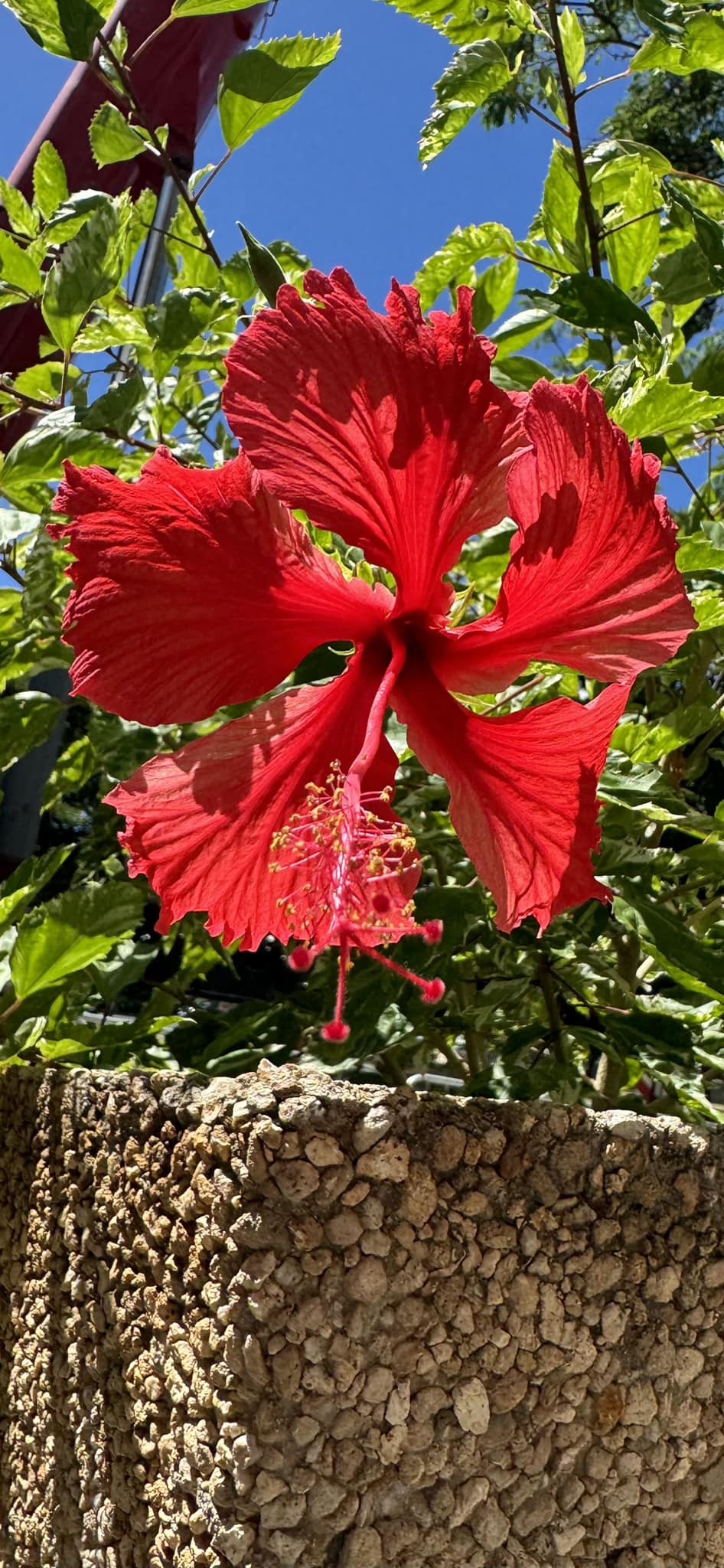 Details The Aloha Mahalo! Simply beautiful!