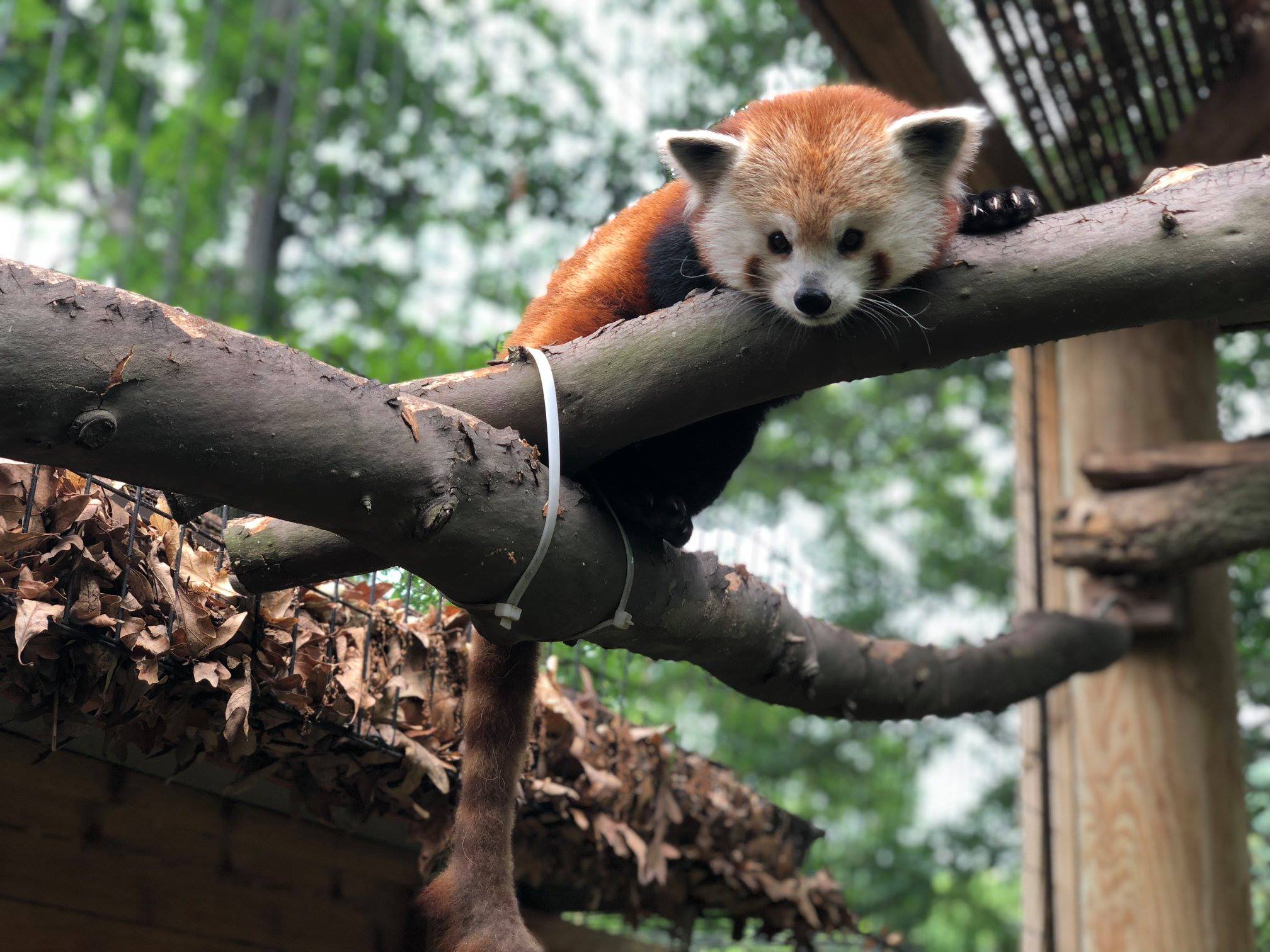 Potter Park Zoo - Maliha the red panda is undergoing a...