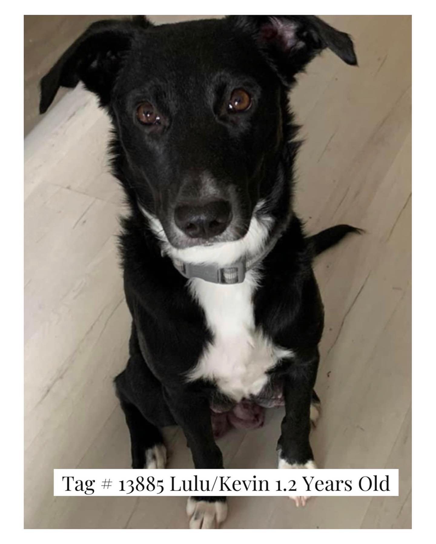 Meet Mama Lulu, or... - Mile High Labrador Retriever Mission | Facebook