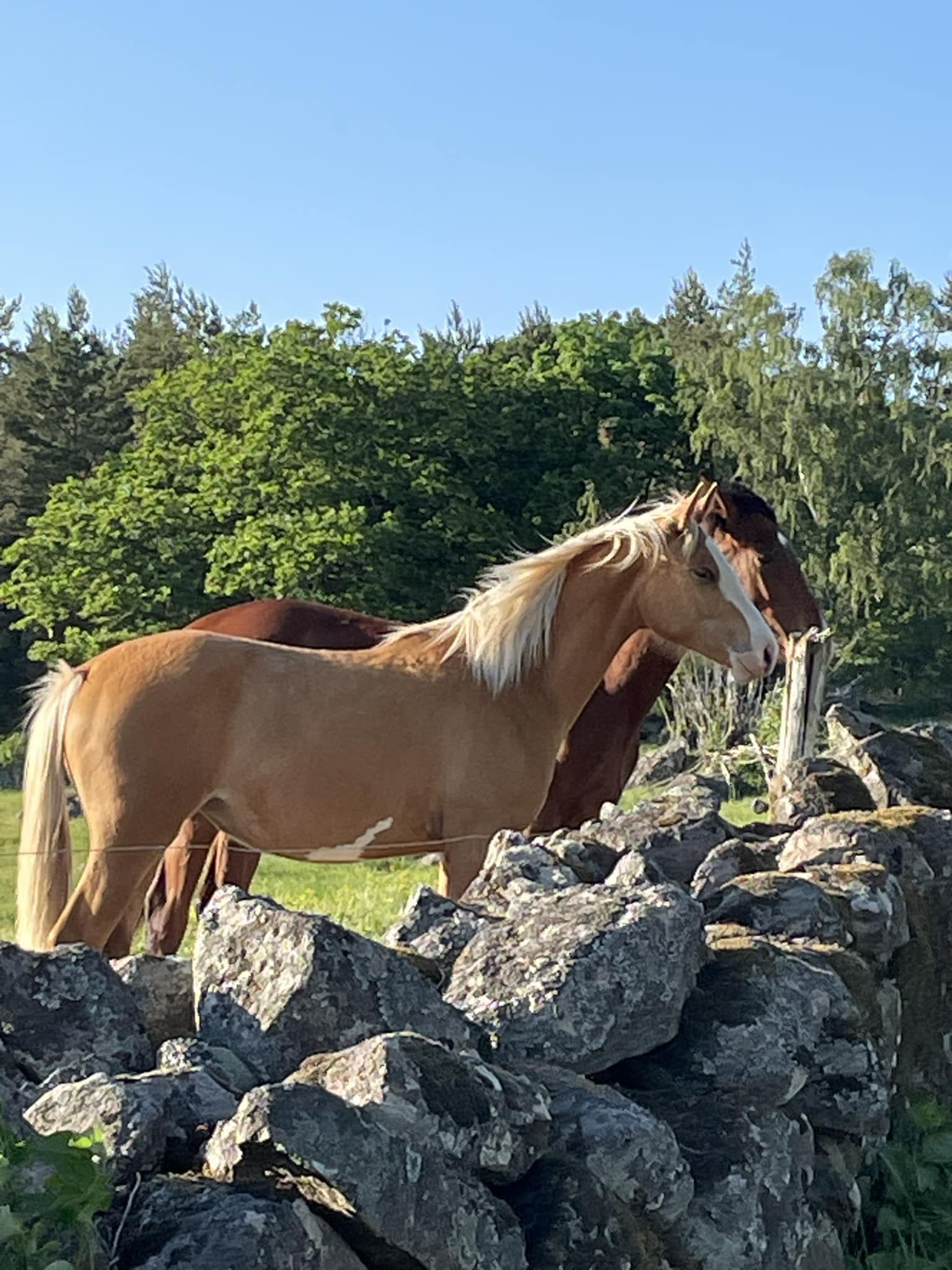 Horses for sale including fortezza and zafferano