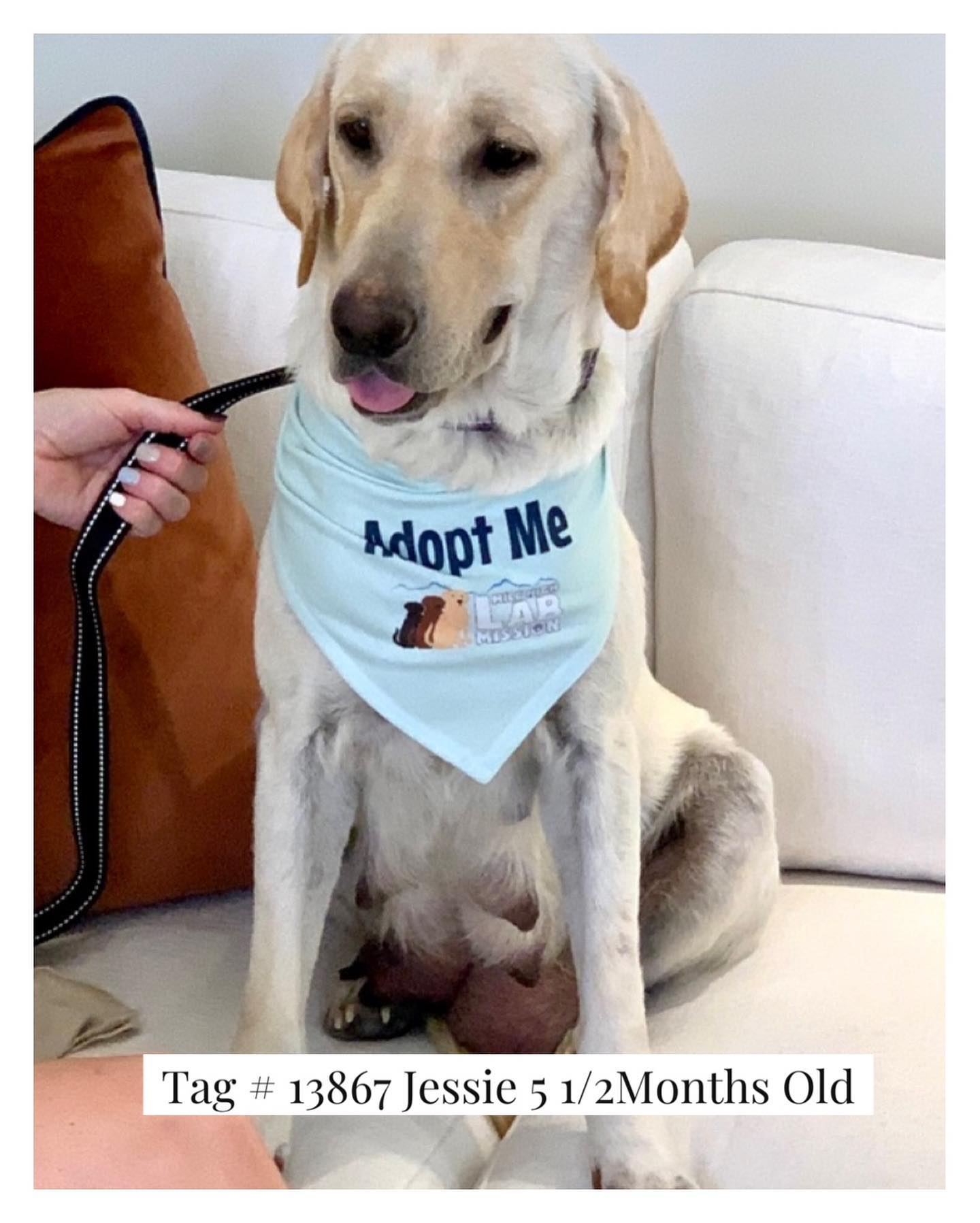 🐾 Hi everyone. I’m... - Mile High Labrador Retriever Mission