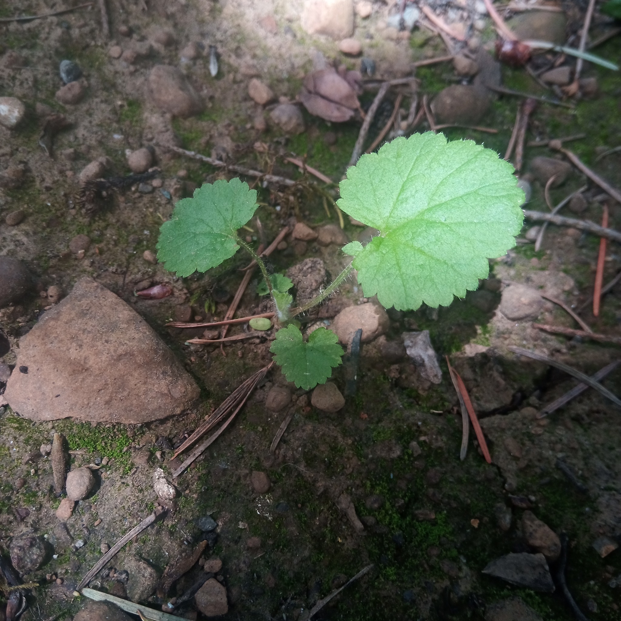 What is the identity of the plant with fuzzy leaves?
