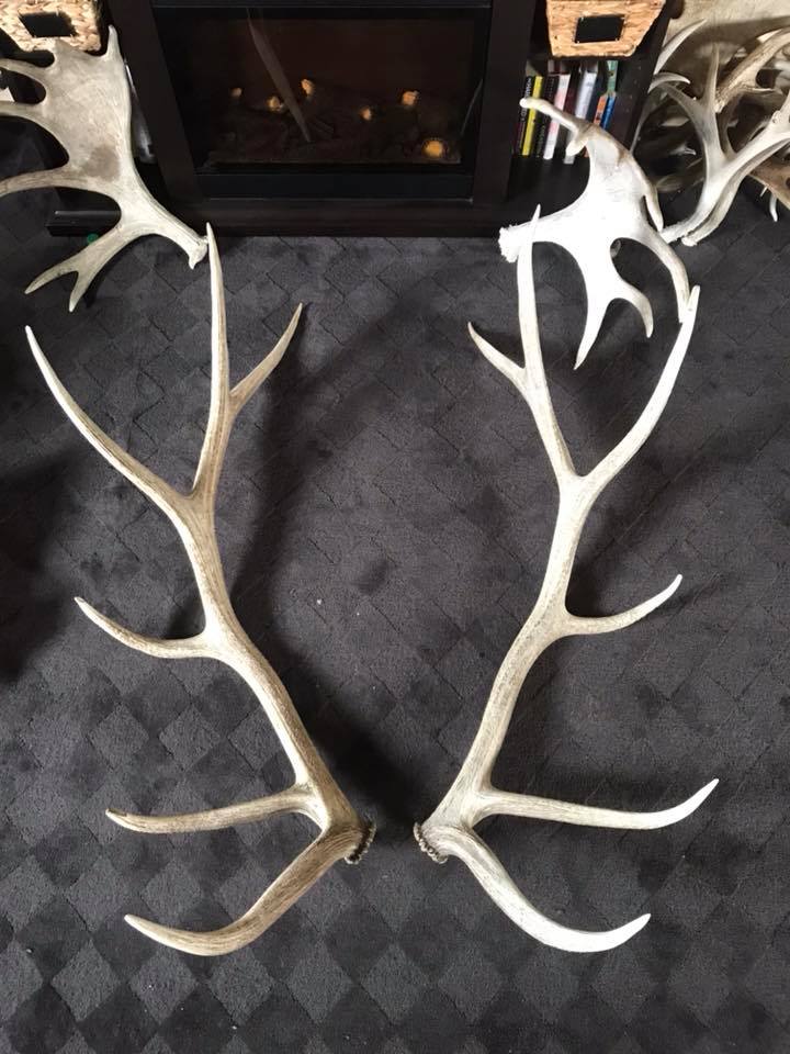 8 4-5 DOUBLE DEER ELK ANTLER TIPS ARTS CRAFTS JEWELRY TOGGLES -Bag