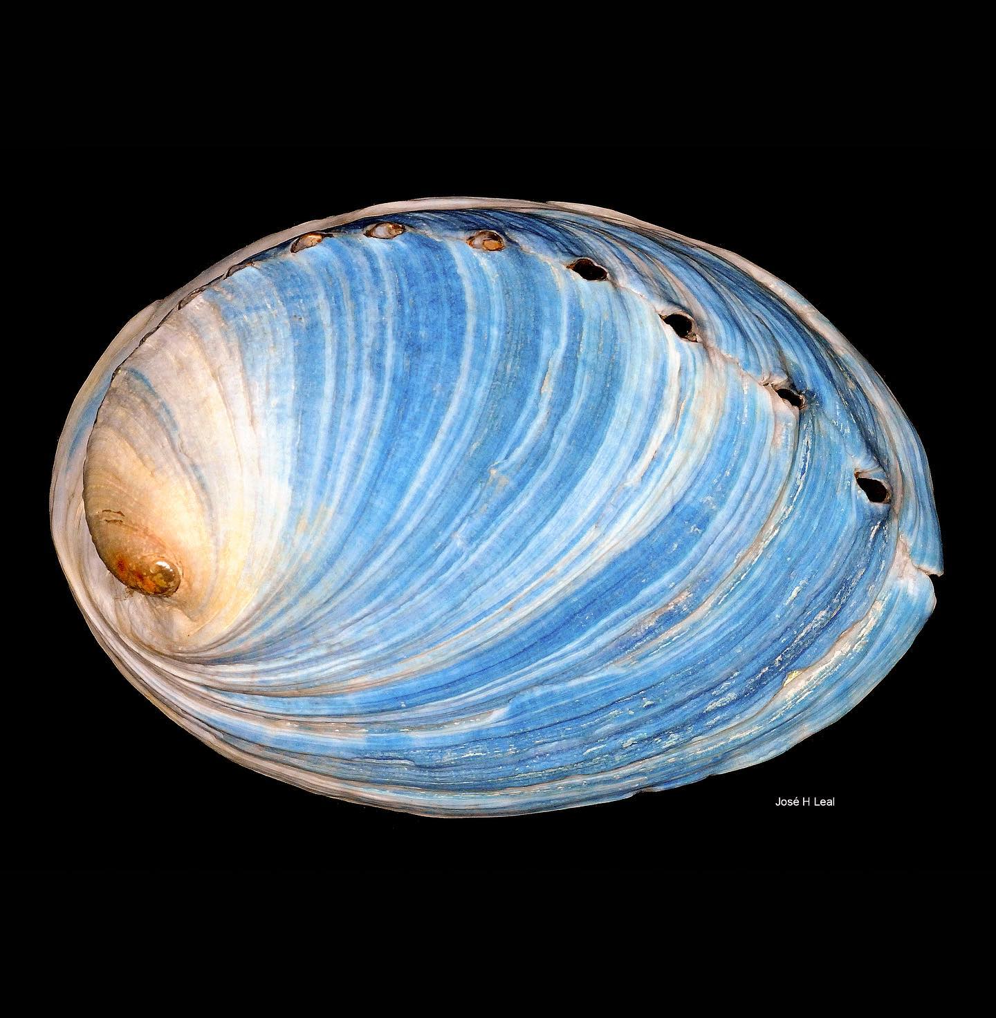 What is the species of this old Pacific white Abalone shell?