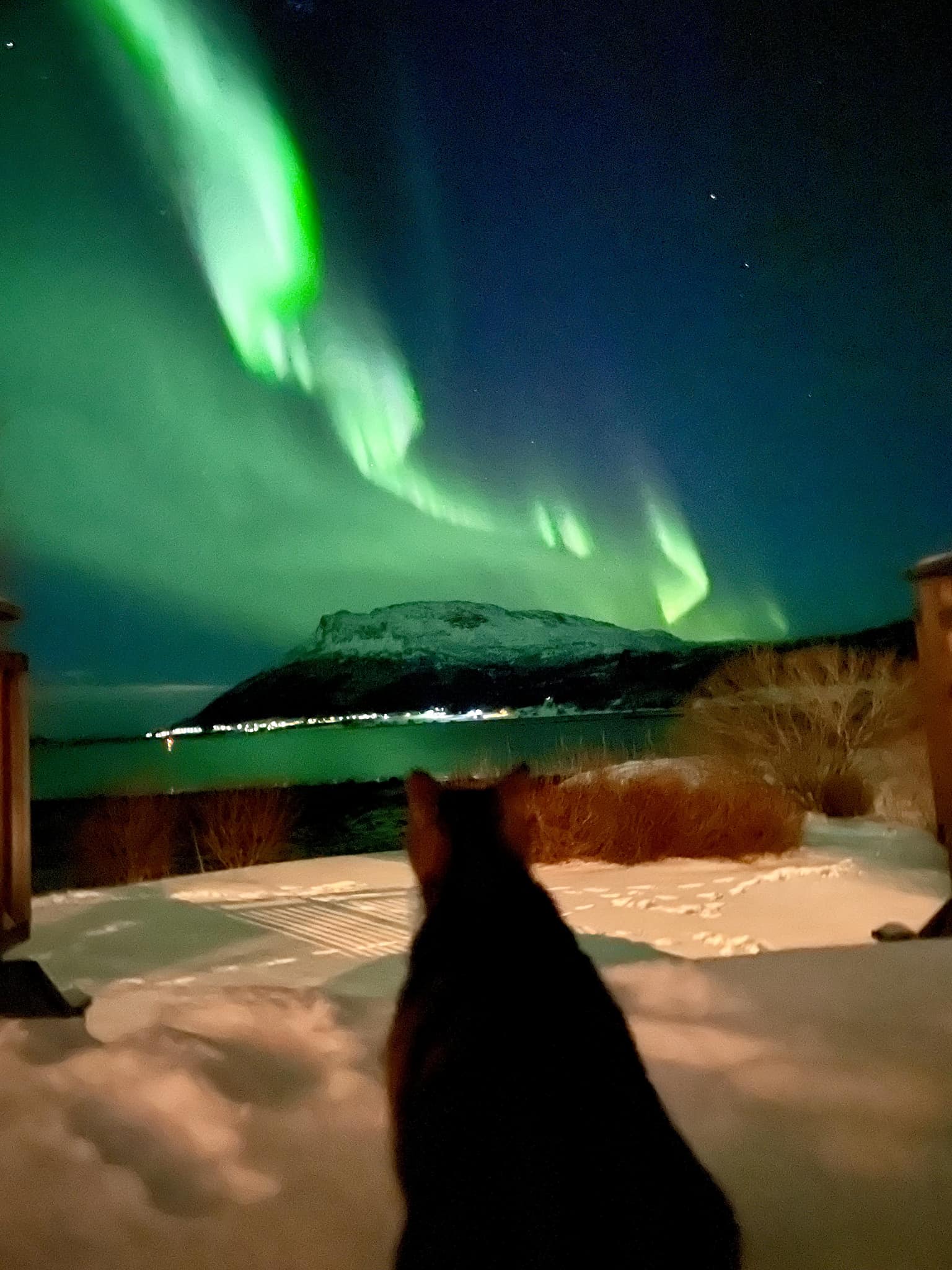 Cat watches aurora borealis in Northern Norway